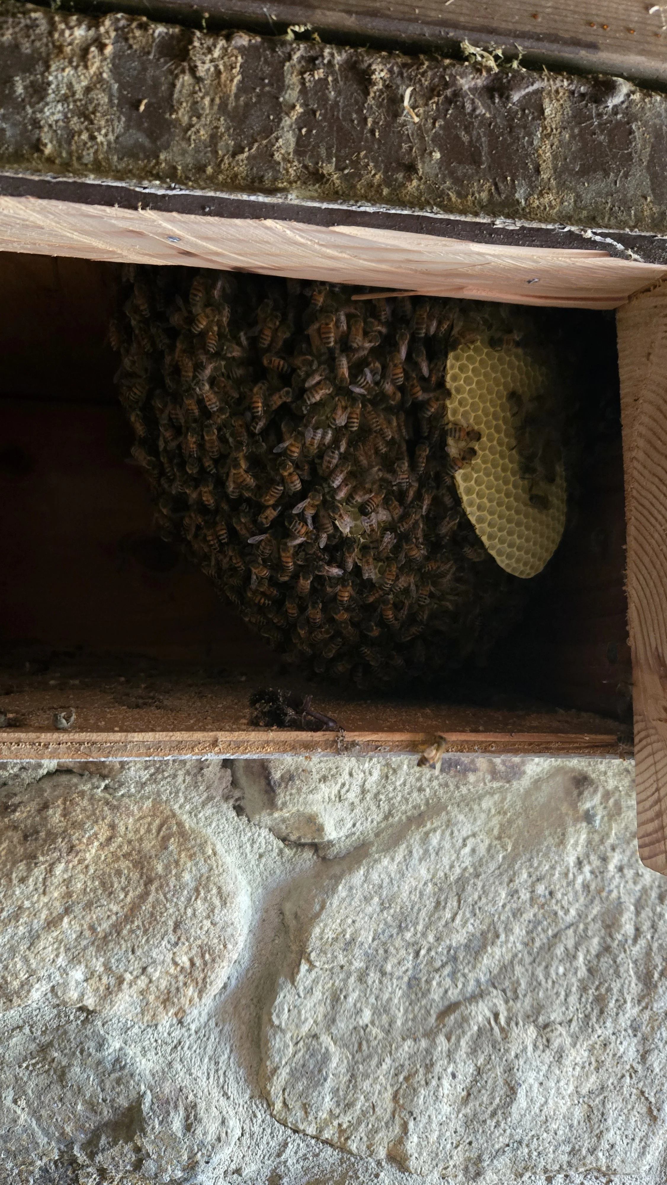 Beehive removal in a house wall with bees on the hive's interior and a honeycomb in San Diego