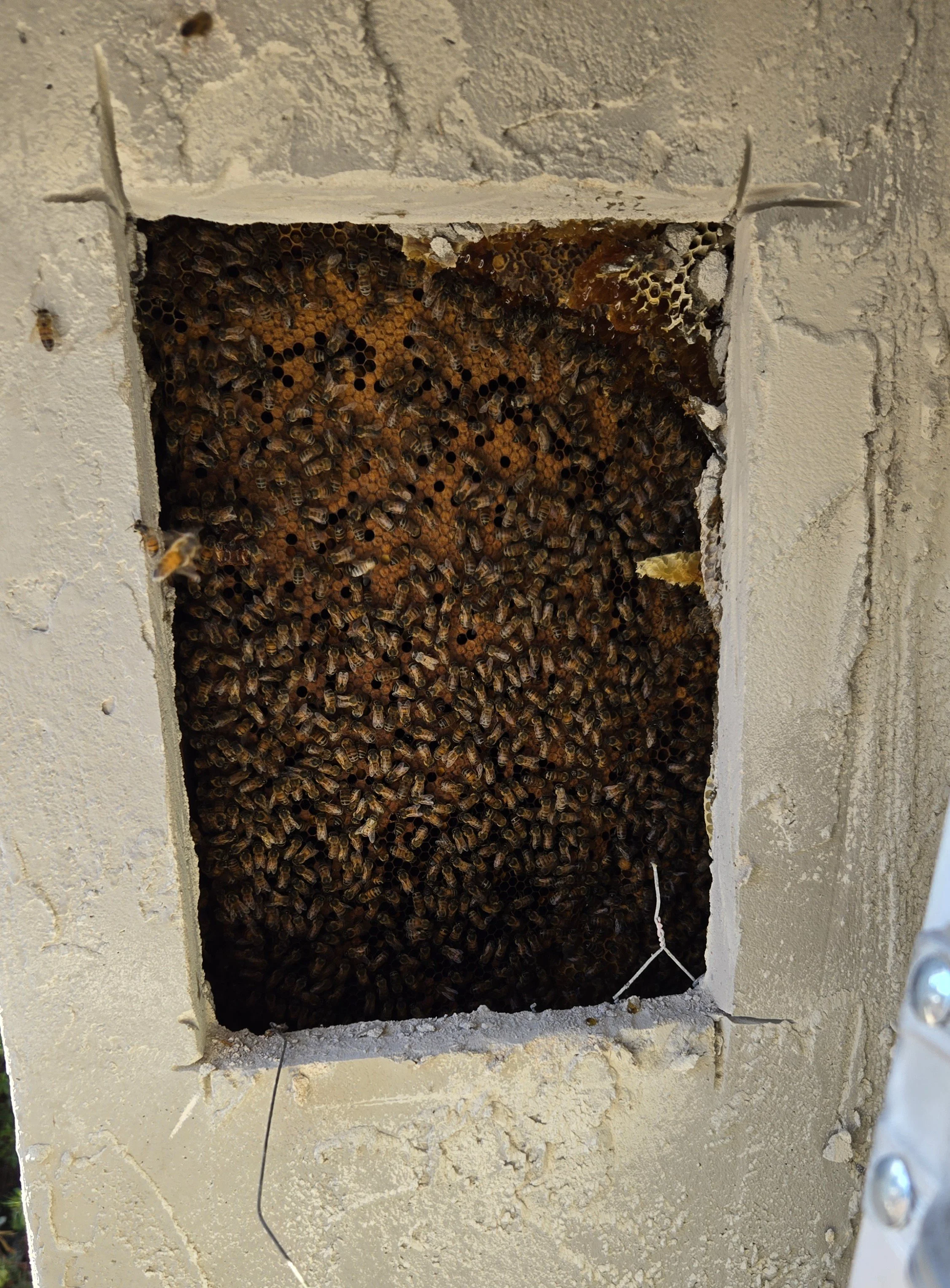 Close-up of a bee hive inside a wall cavity, with numerous bees on the honeycomb structure.