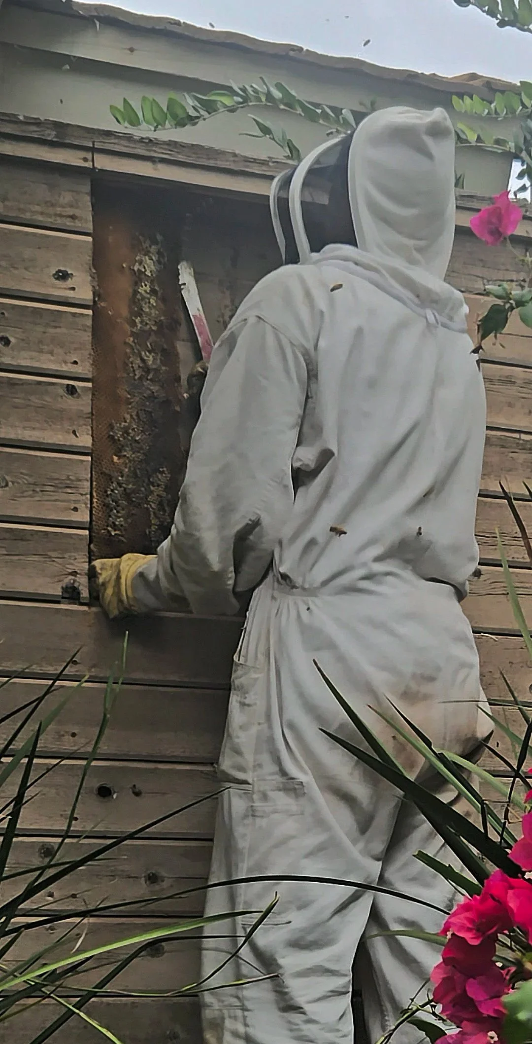 Beekeeper removing bee hive from siding wall in san diego