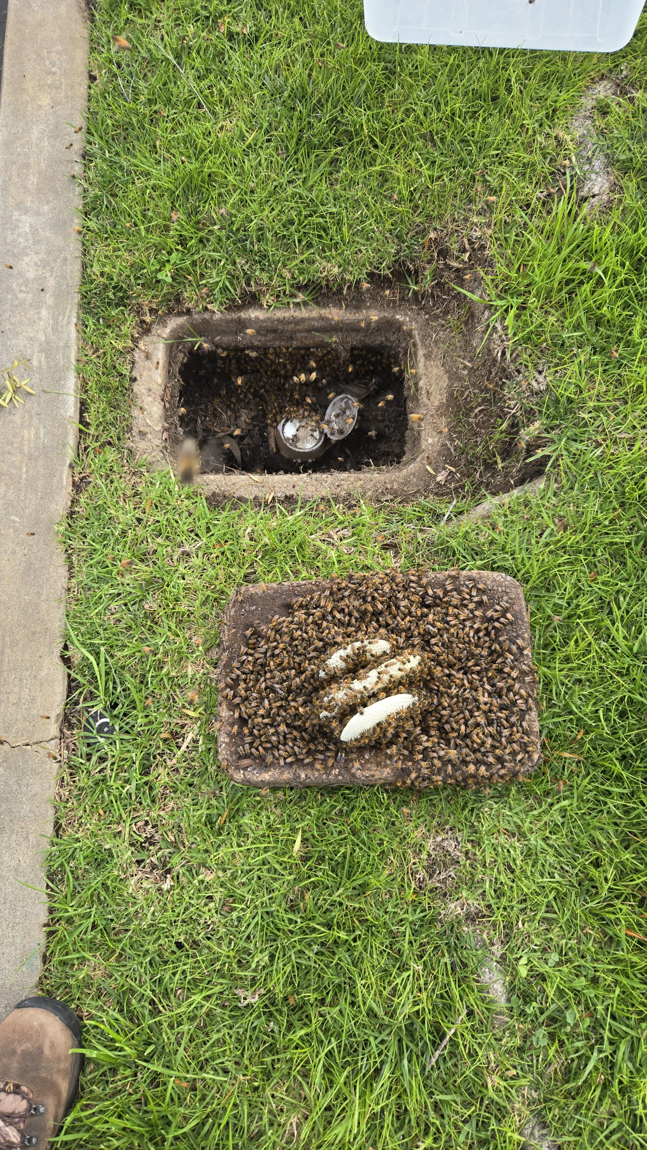 Bee Hive with bees and honey comb in a water valve box
