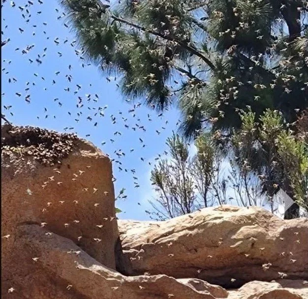 A large flock of small birds flying in a clear blue sky above rocks and palm trees.