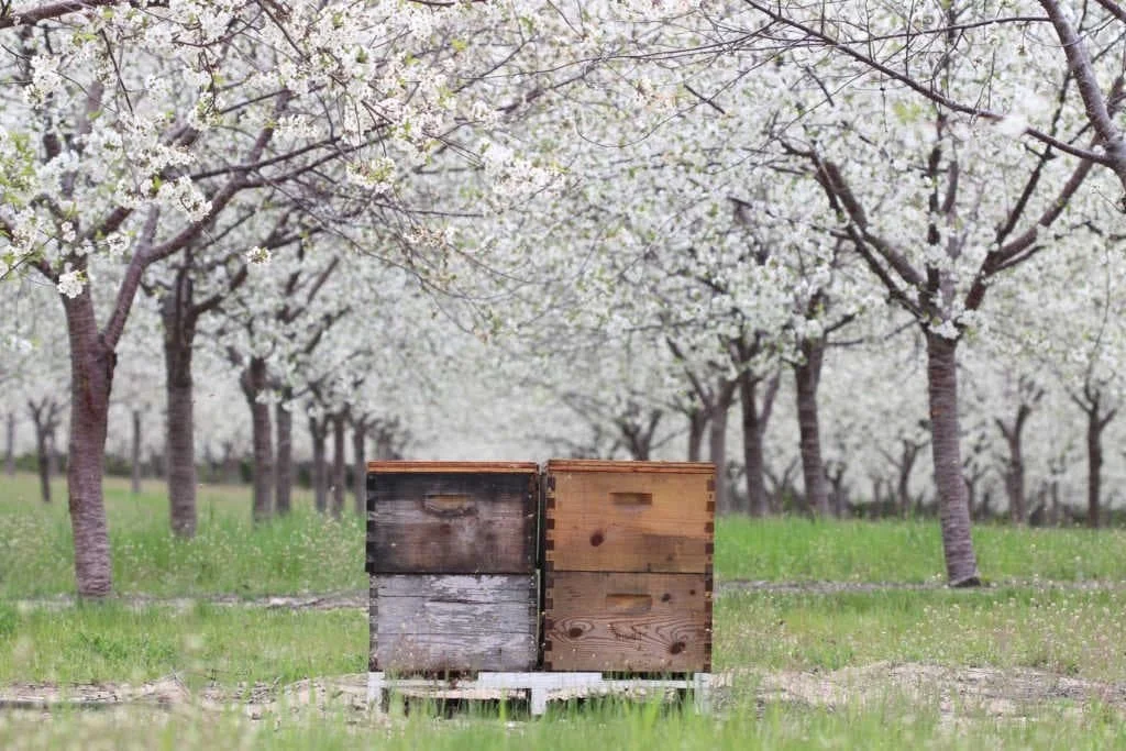 Brown bee hives on a pallet in an orchard in full bloom