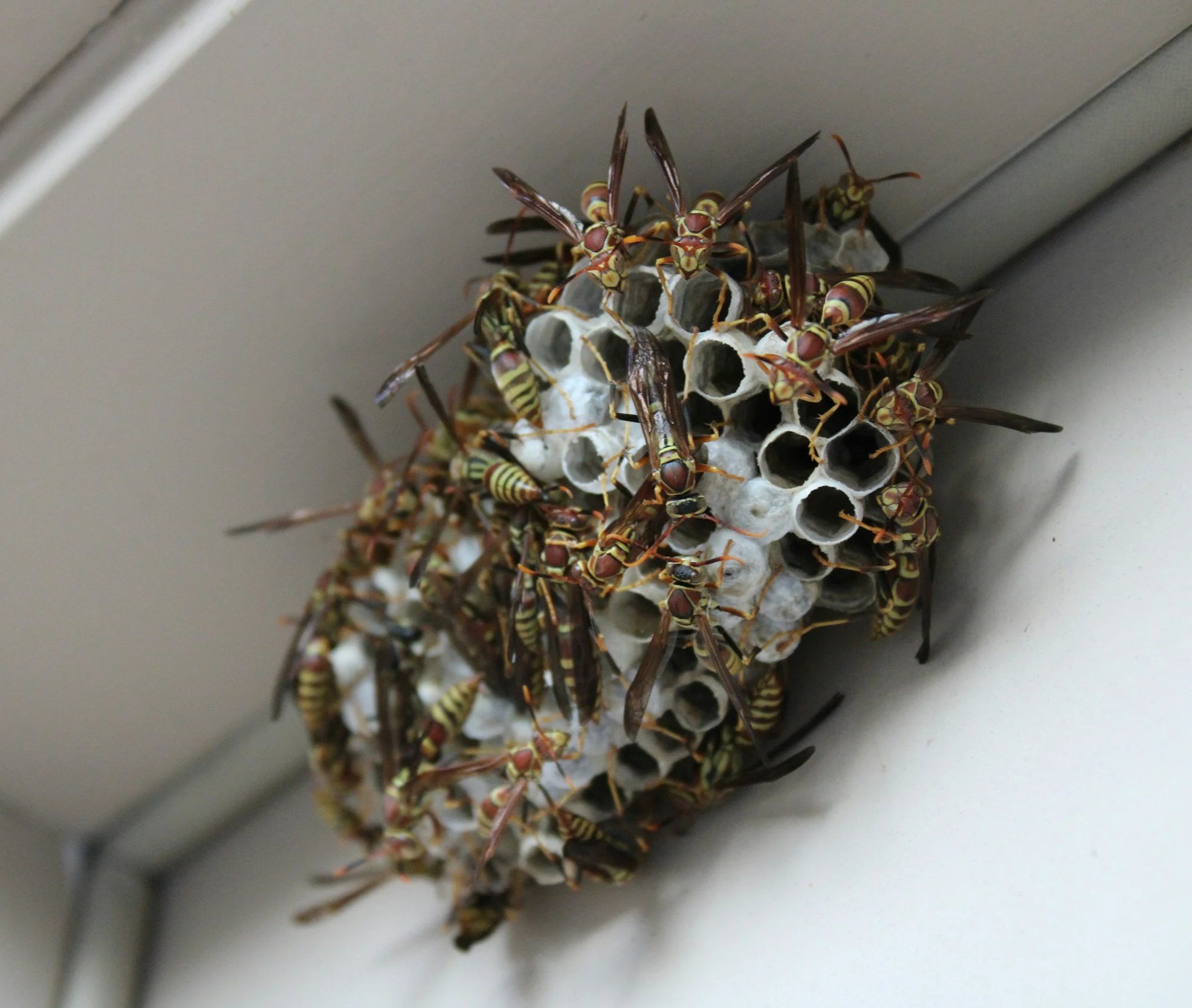 wasp removal san diego