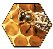 Bee Removal San Diego - Same Day Bee Swarm Removal