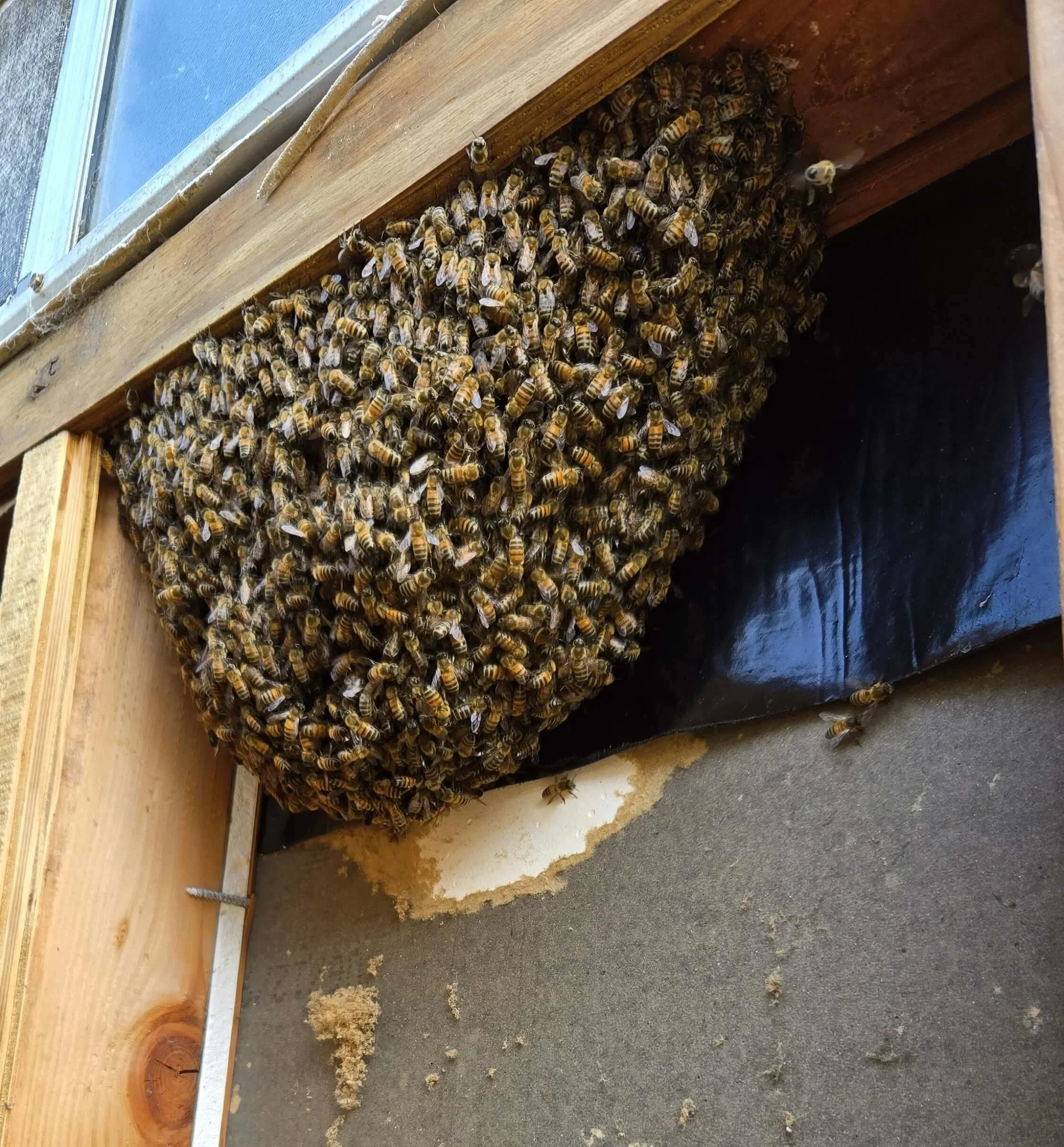 Close-up of a honey bee hive with many bees on the hive entrance, situated in a wooden structure with a window.
