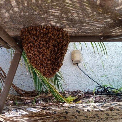 A wasp nest hanging under a metal table, with green palm leaves nearby.