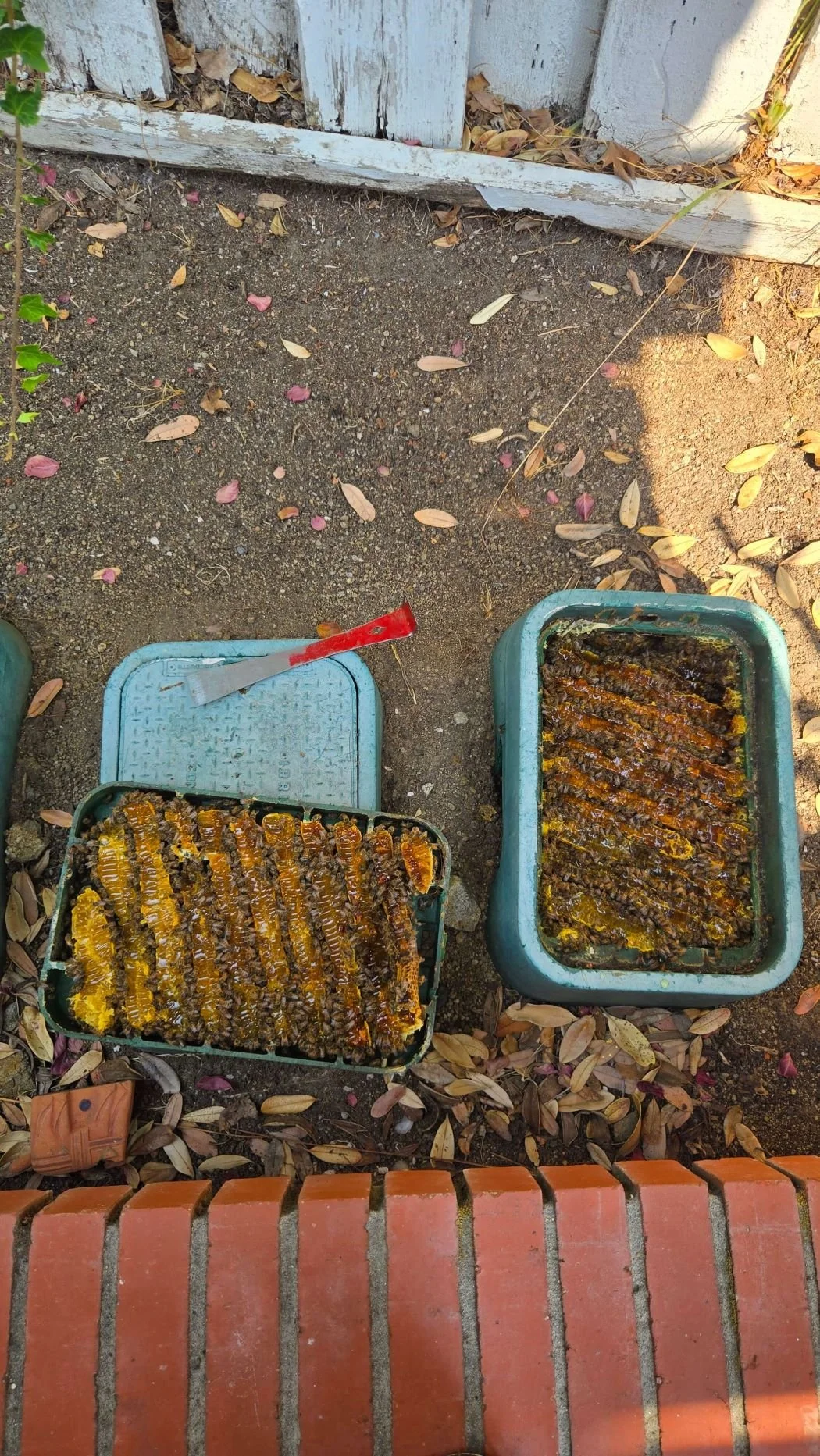 Two trays of honeycomb frames placed outdoors on dirt, surrounded by fallen leaves and small plants, with brick pavement in the foreground.