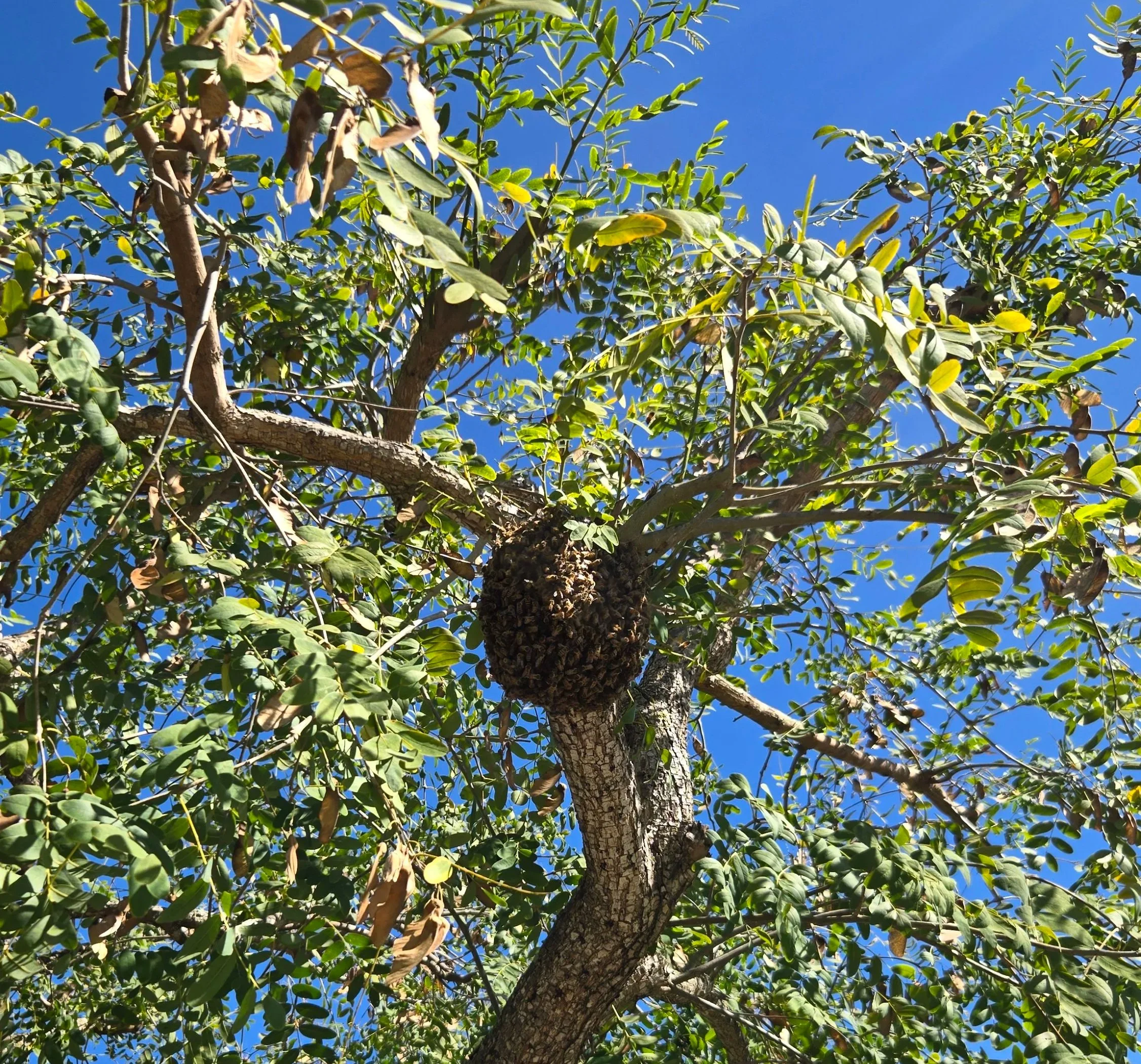 View of a tall tree with green leaves and branches against a bright blue sky.