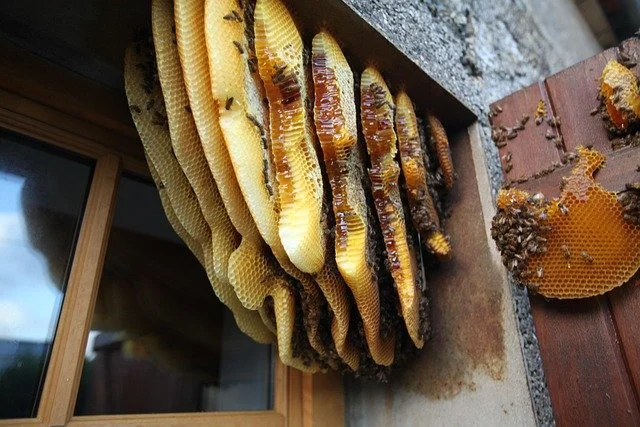 Honeycomb with honey drips beside a piece of cut honeycomb on a countertop.
