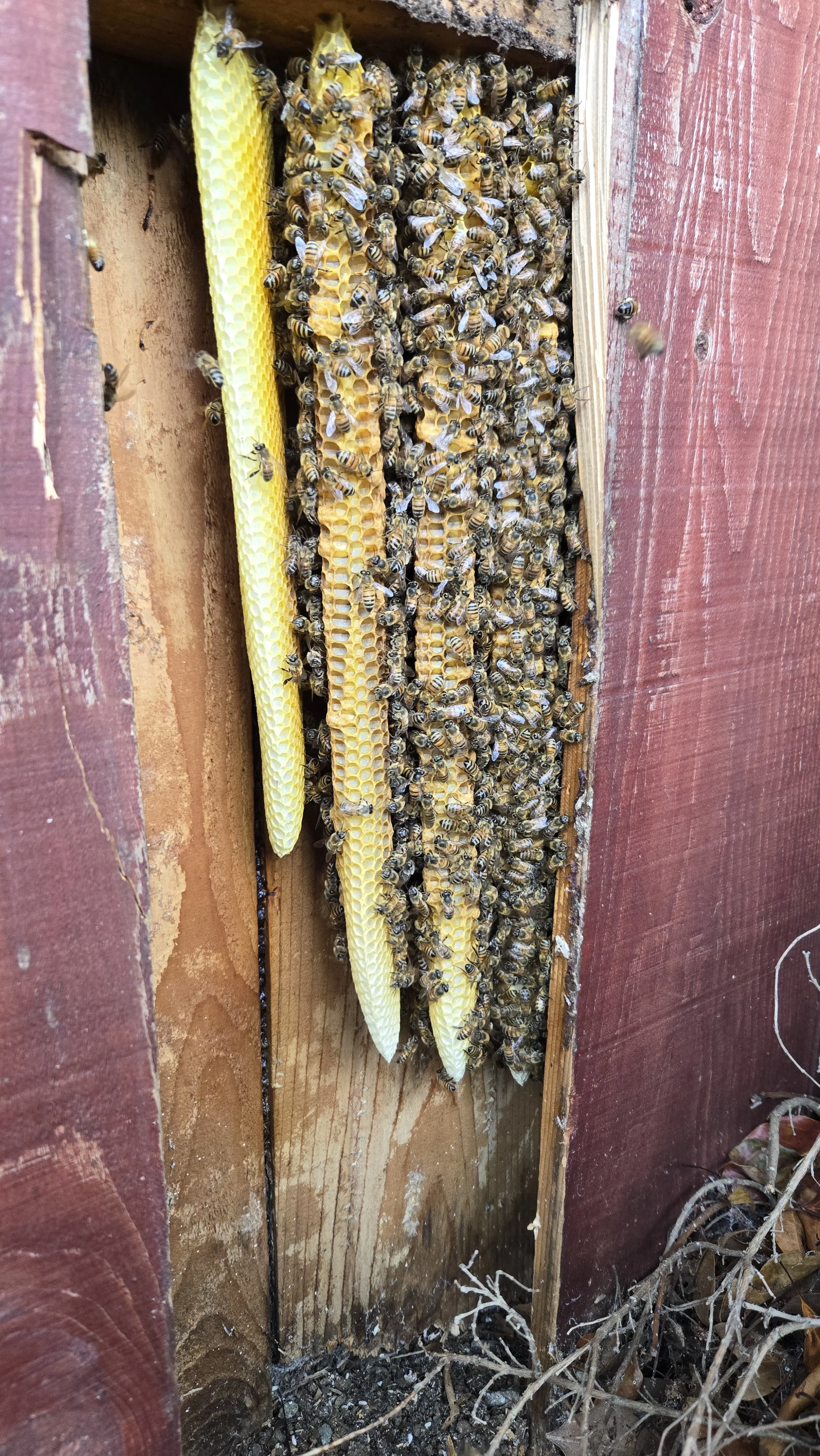 A bee hive with bees on honeycomb frames mounted inside a wooden structure, with some bees flying nearby.