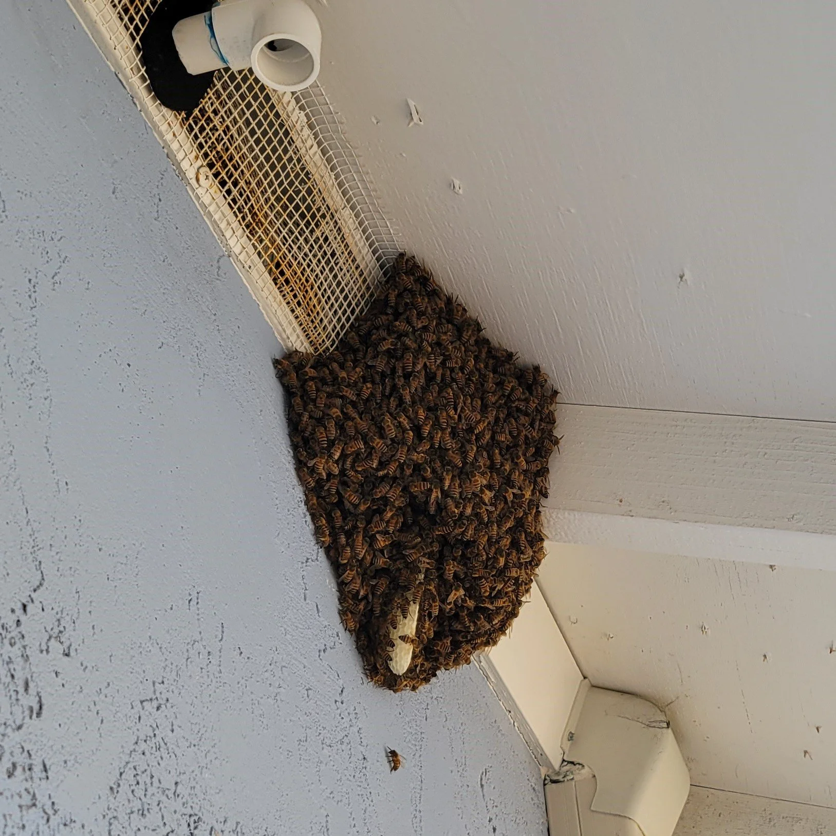 A large cluster of honeybees on a wall near an air vent and a roll of toilet paper.