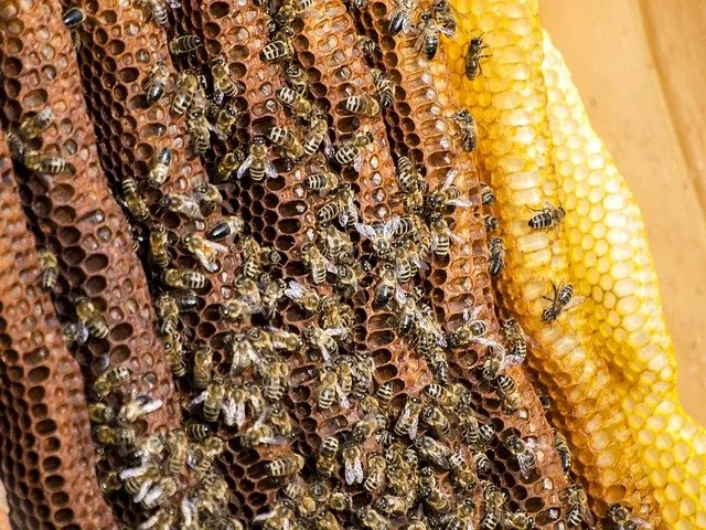 Close-up of a honeycomb with bees on the surface, showing the hexagonal cells in shades of brown and yellow.