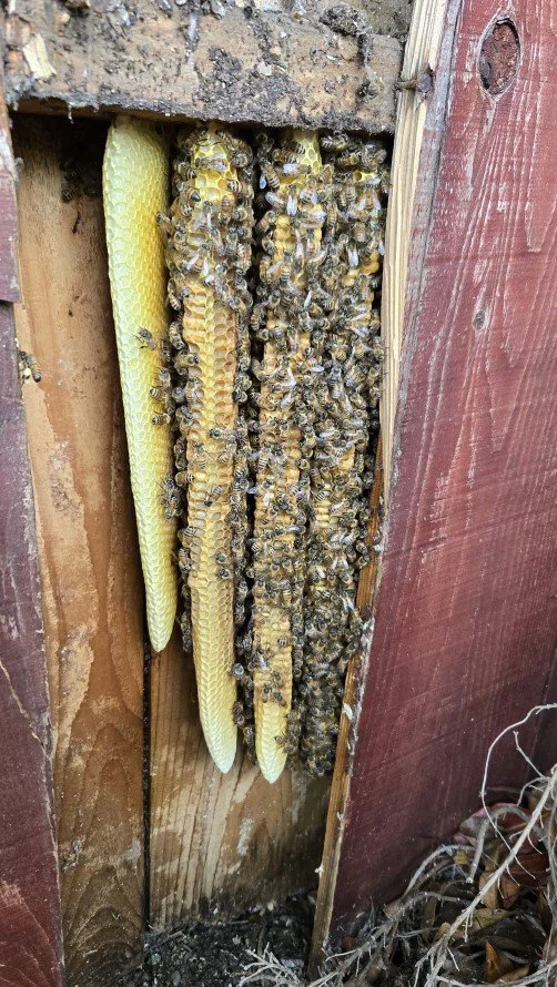 A bee hive in a wooden wall with a cluster of honeybees on honeycomb frames, some honeycomb is exposed and yellow.