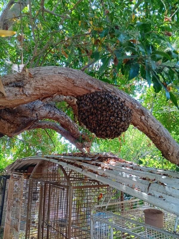 A large bee swarm hanging from a tree branch above an outdoor cage or enclosure.