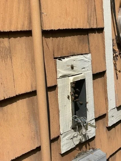 Closed electrical box on side of house with exposed wires and a bee nesting inside.