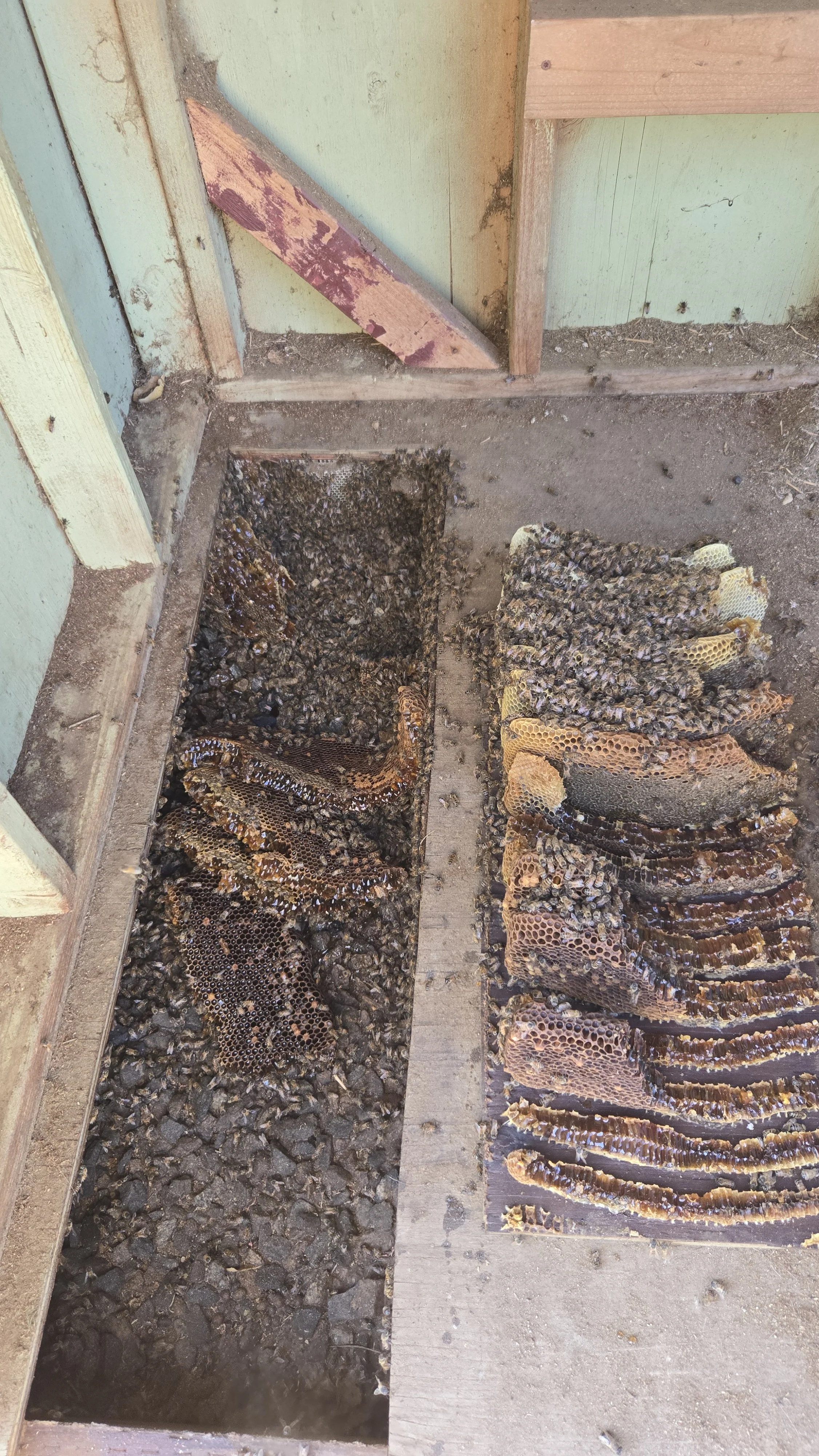 Beeswax honeycombs in a beekeeping hive with honey and bees.