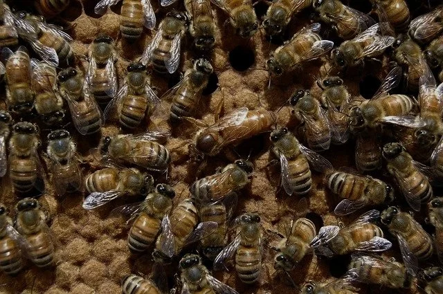 Close-up of worker bees on hive surface, some bees with wings folded, others with wings spread.