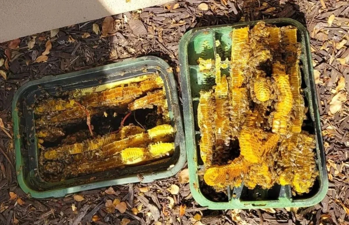 Bee Hive full of honey comb in a valve box