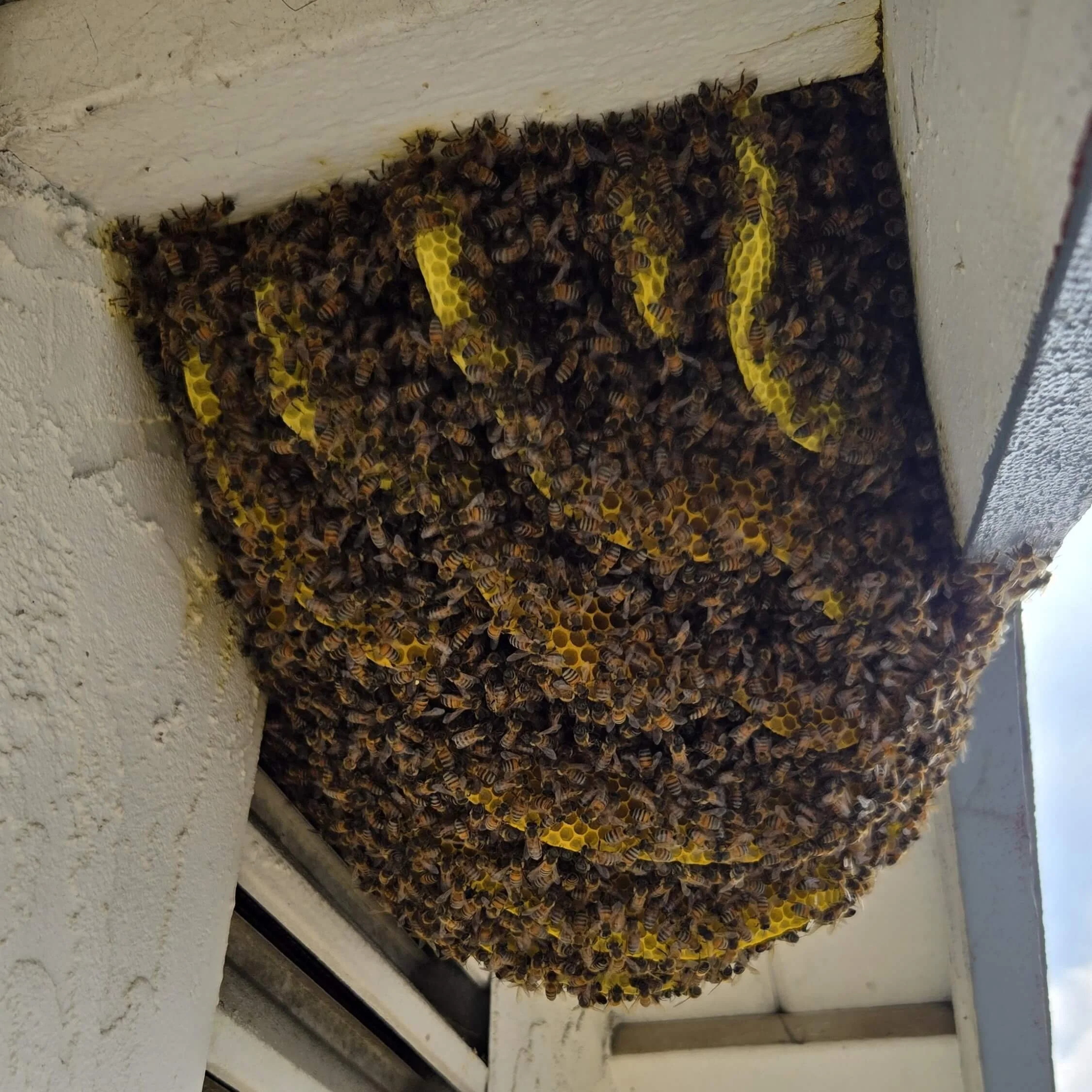 A large bee hive with many bees clustered around it, attached the eve of a two story house