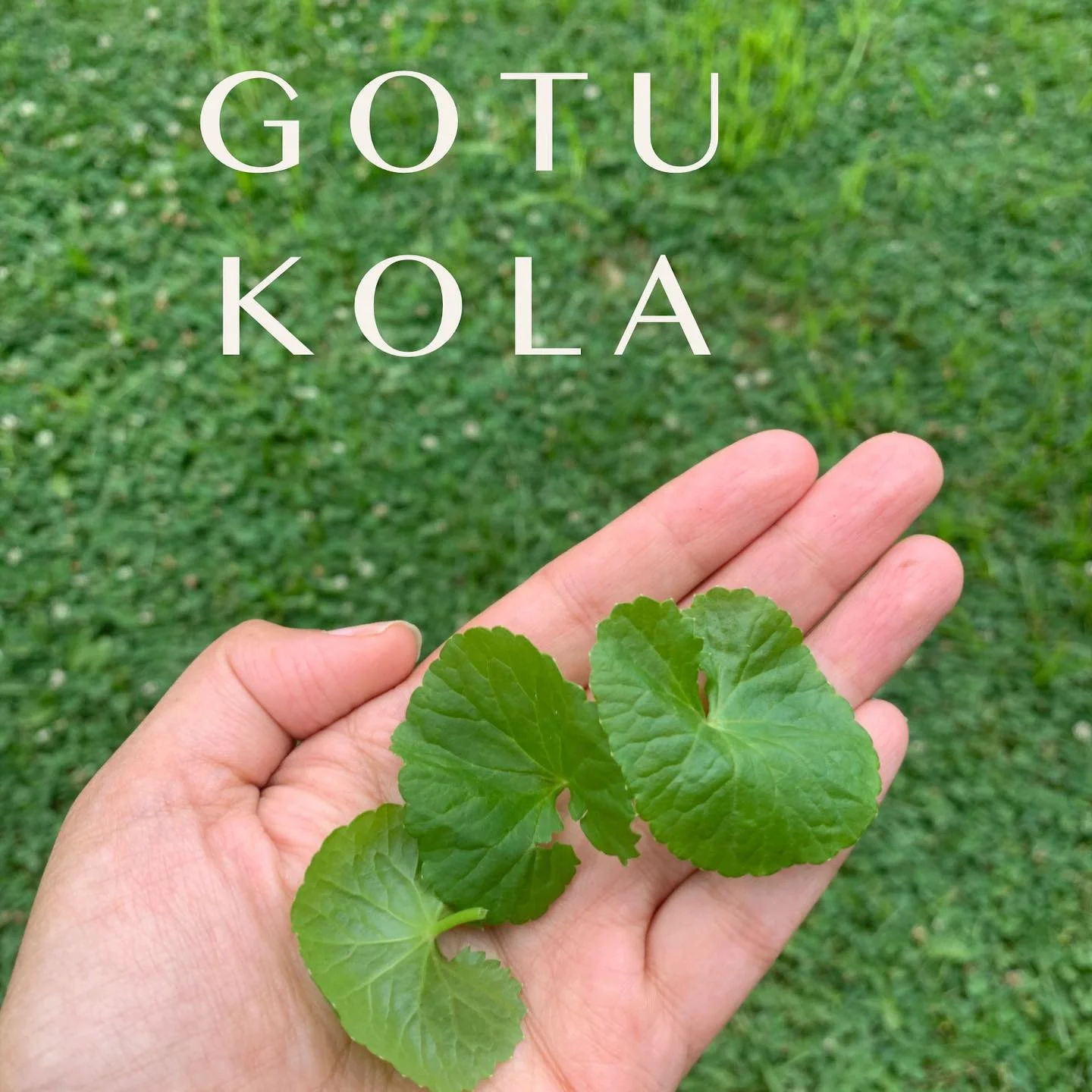 Spotlight on Gotu Kola also known as Brahmi. Known to improve concentration, memory, and alertness. Ayurveda suggests you have three leaves a day. It&rsquo;s slightly bitter in taste but overall easy to consume! If you have been feeling a bit of brai