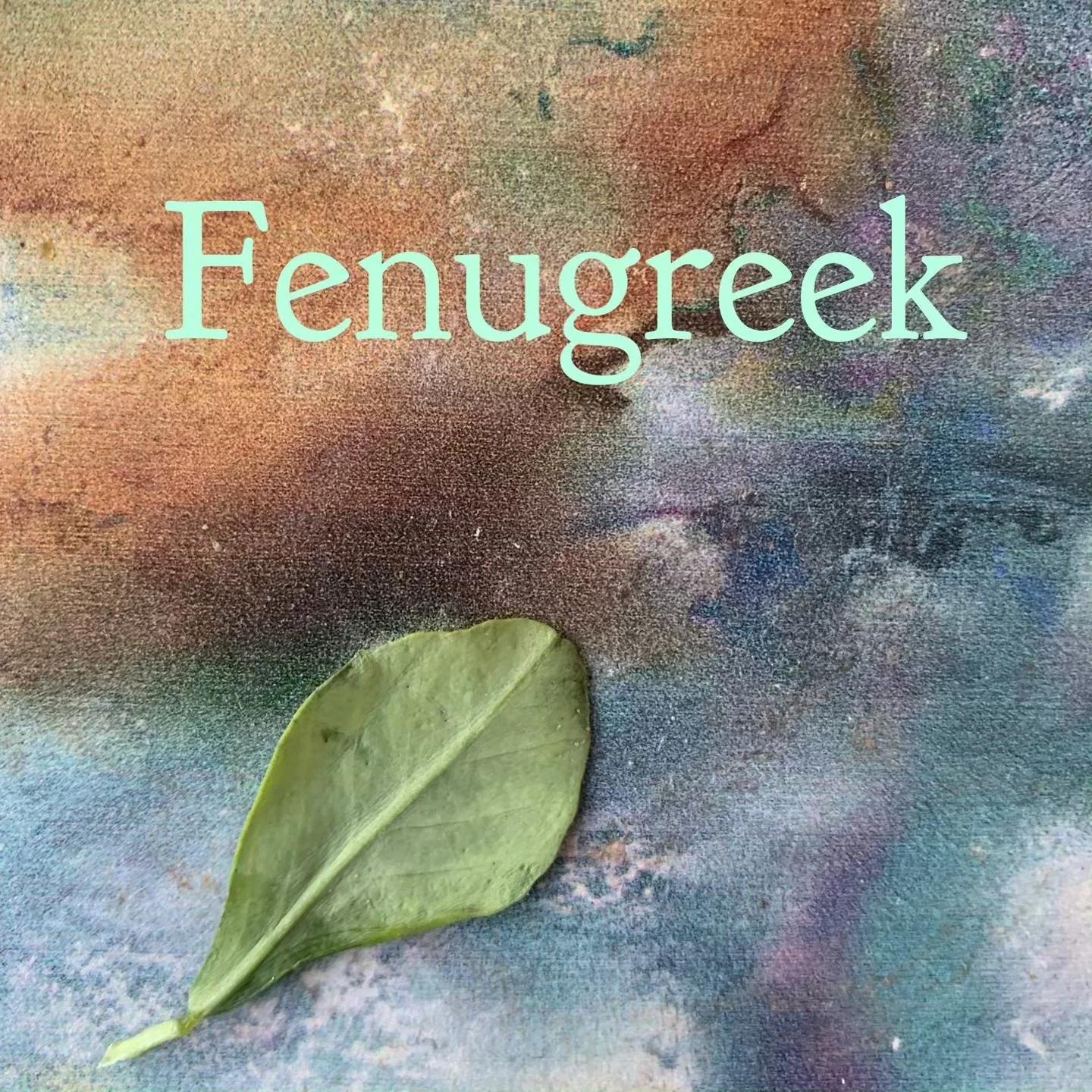 Spotlight on fenugreek aka methi! With its earthy taste, I love saut&eacute;ing this with potatoes! It&rsquo;s know for helping to control blood sugar. You may have come across it as a tea as it helps mom&rsquo;s with milk production.  #ayurveda #ayu