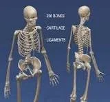 Advanced Joint Techniques  For Zen Shiatsu Practitioners 