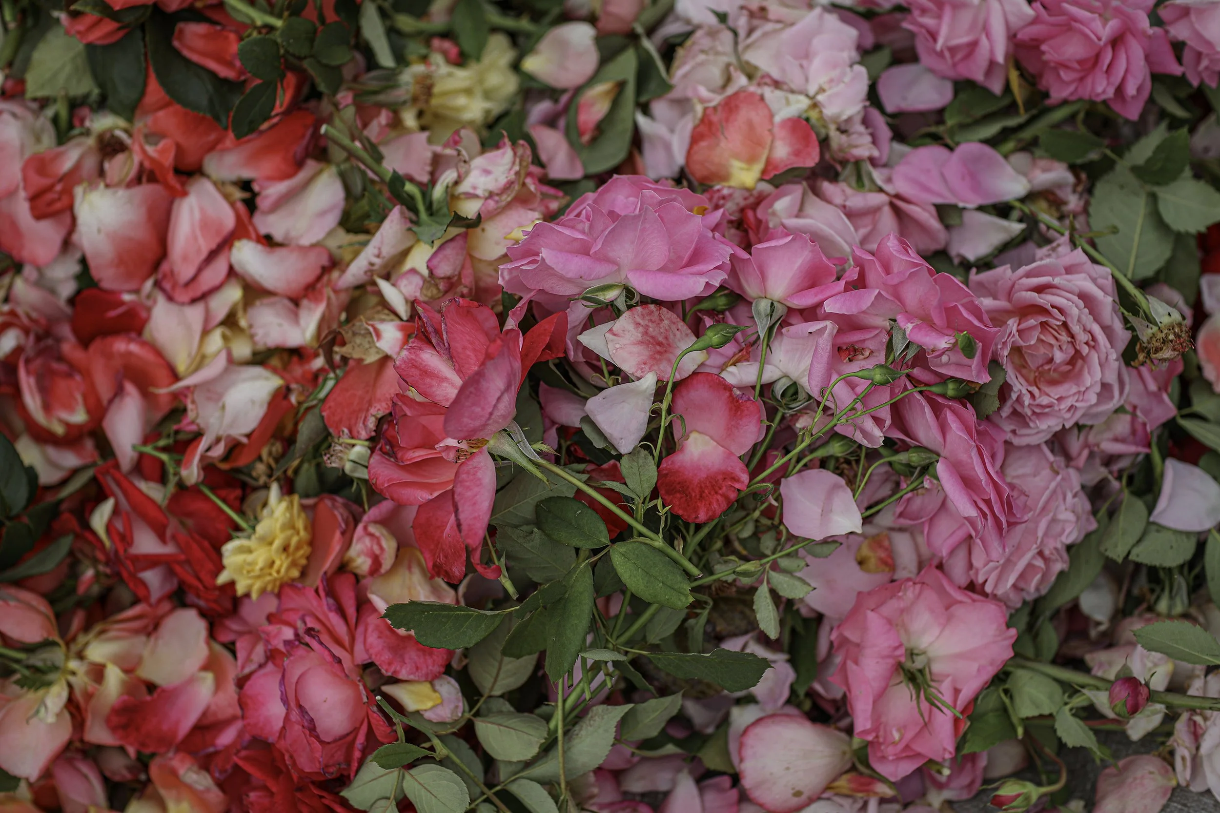 cuttings 0W7A6010 copy 2.jpg