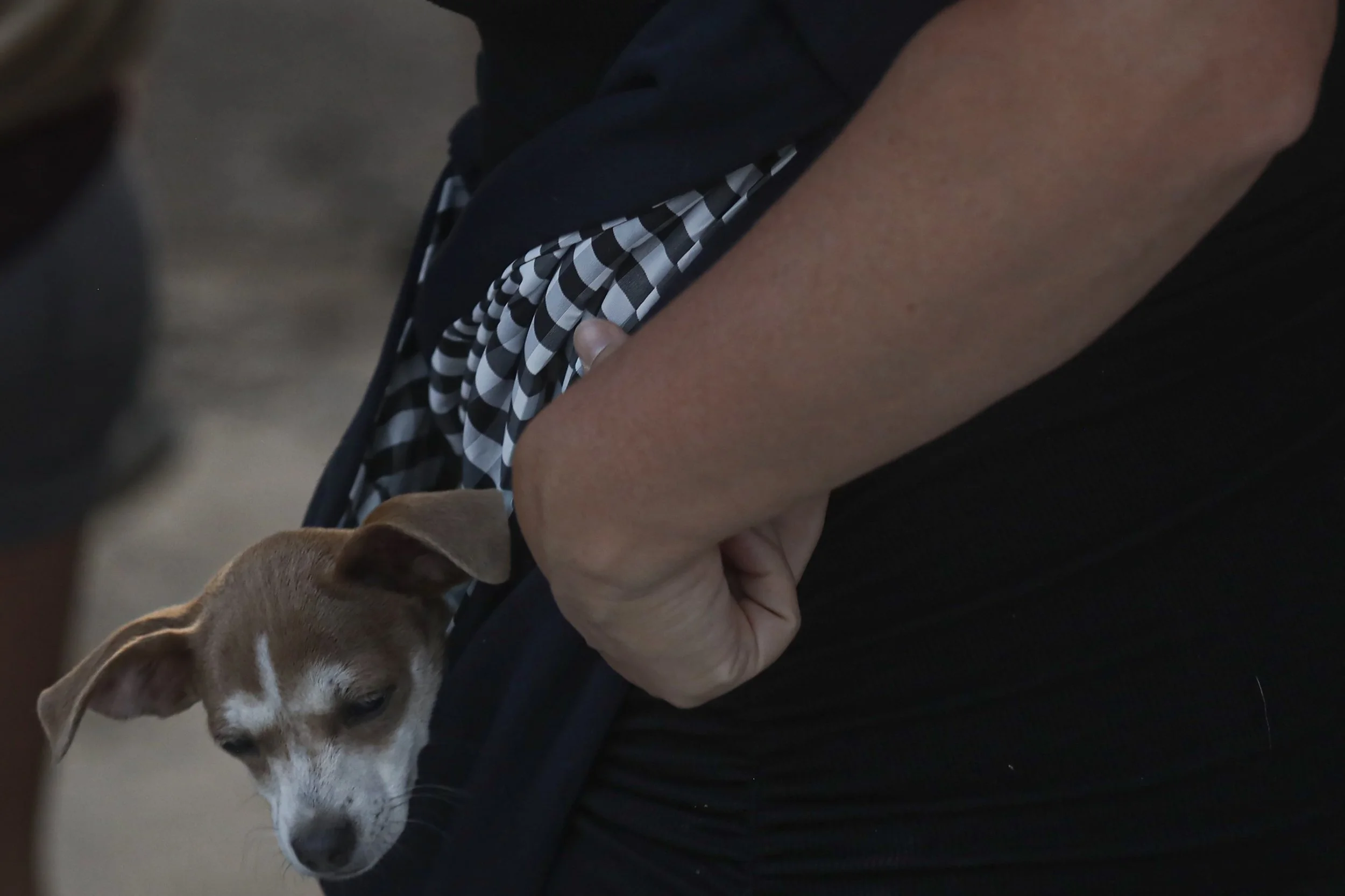 The festival is as dog friendly as it can be.