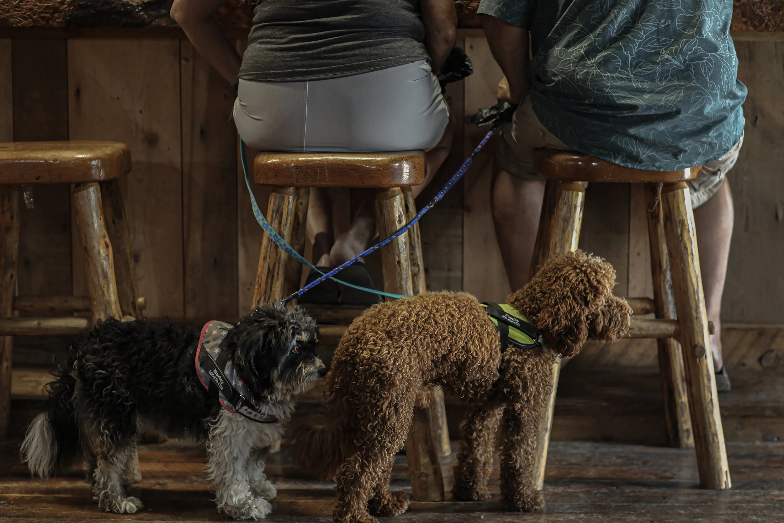 The Yellow Pine Harmonica and Music Festival is not only family friendly but dog friendly as well. Merchants place bowls of water in front of their stores for passing canines. While some visitors choose to walk their dogs on leashes around the commun
