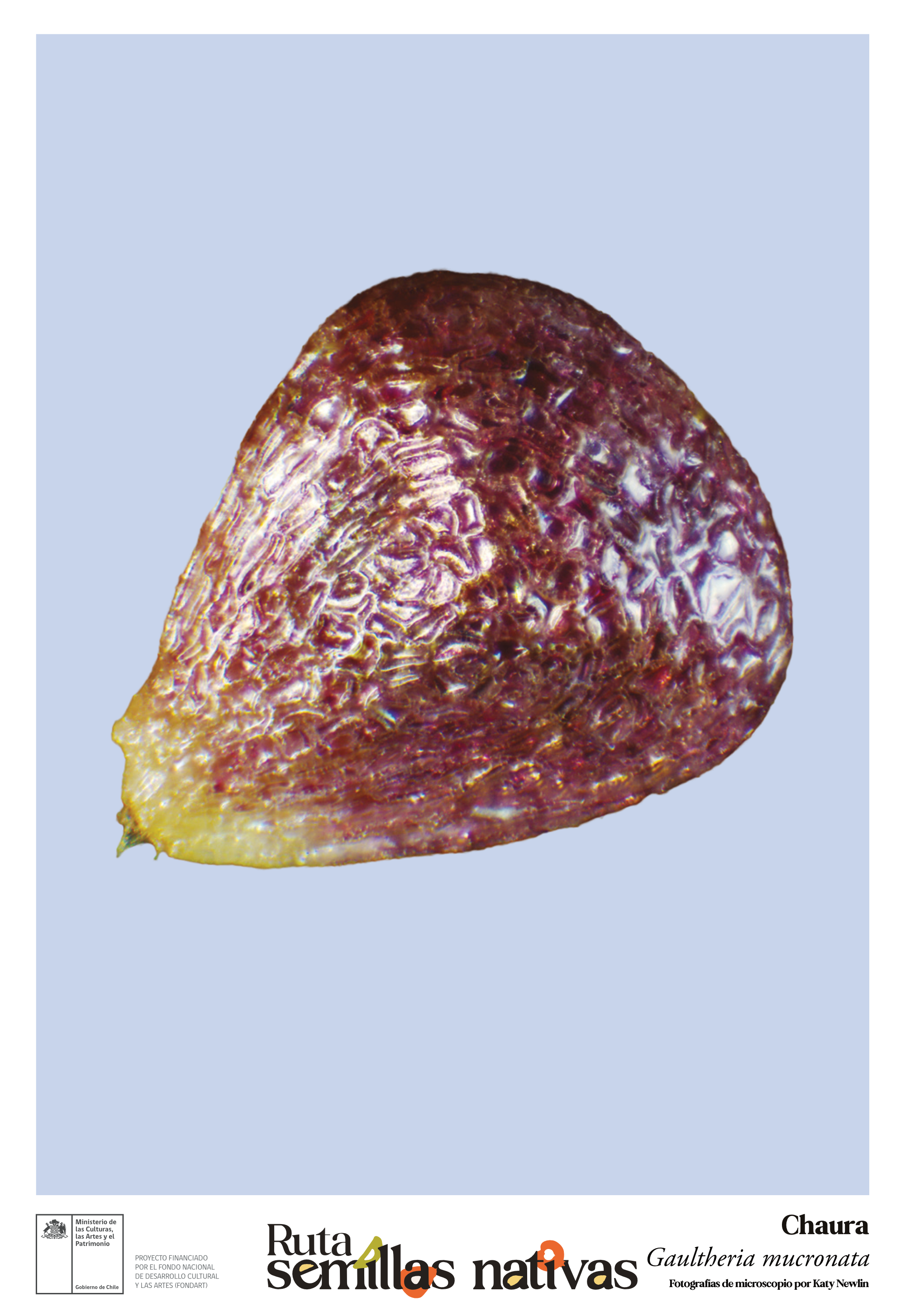 Poster 33 x 48 cm_Gaultheria mucronata_Chaura.png