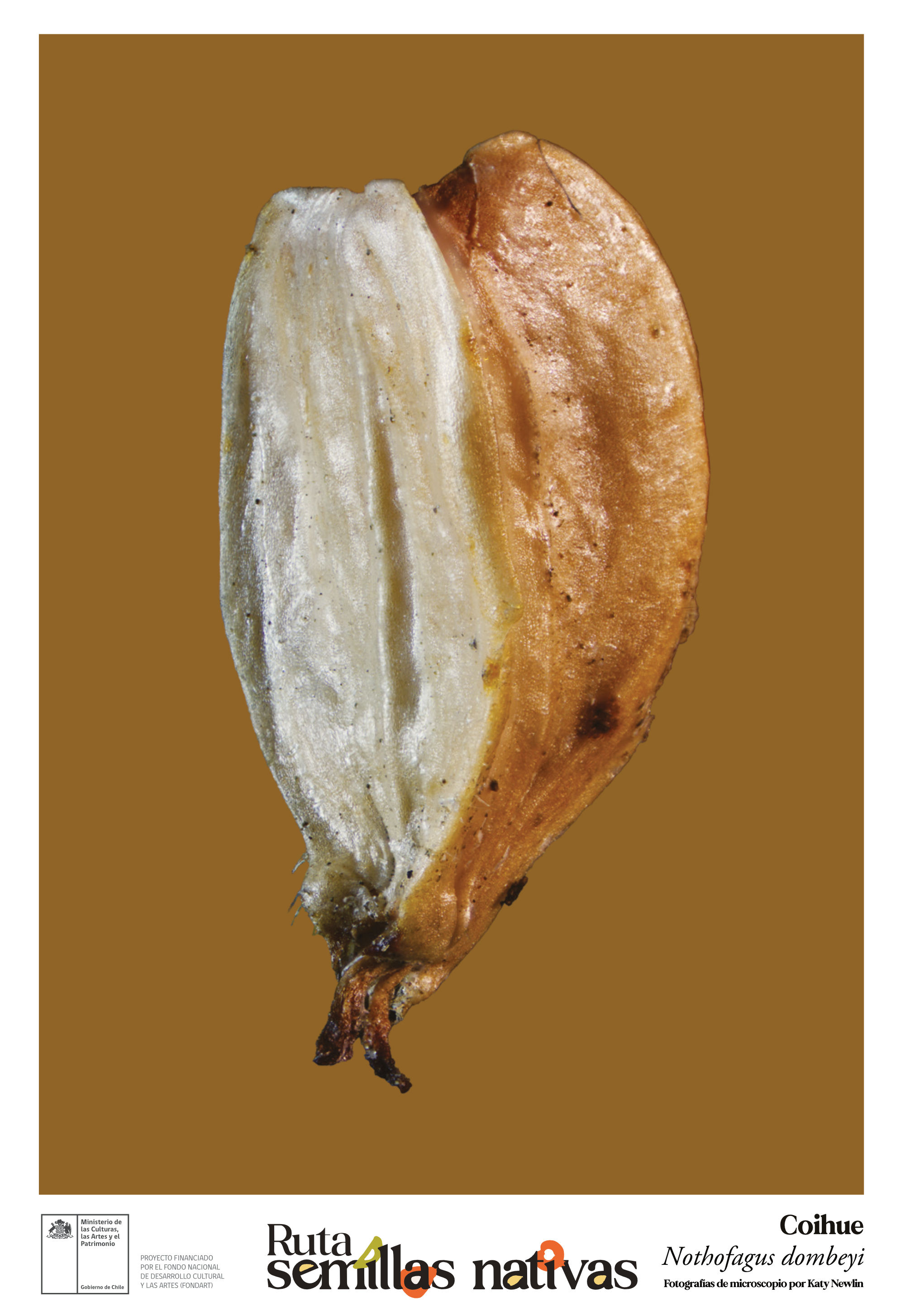 Poster 33 x 48 cm_Nothofagus dombeyi_Coihue.png