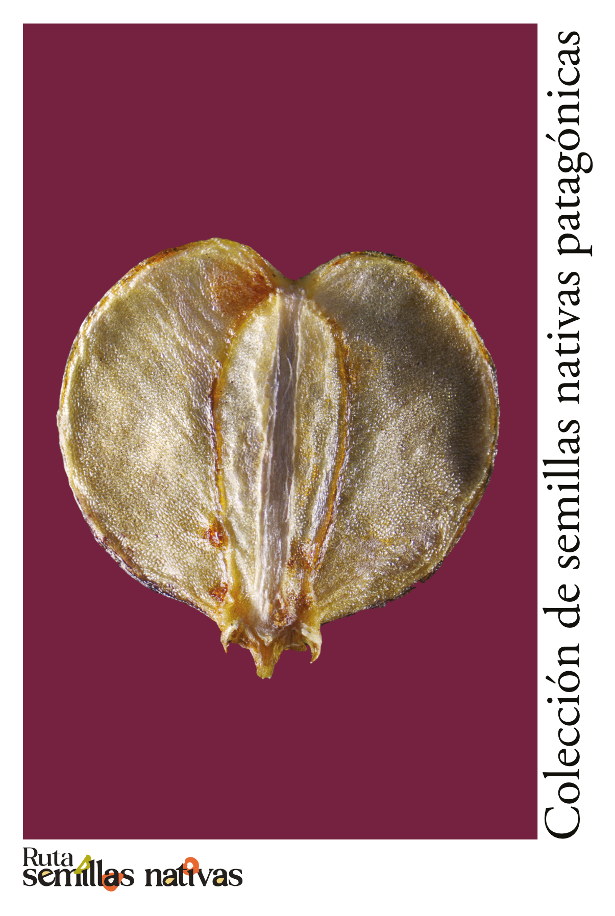 RSN_POSTAL_Azorella prolifera_Neneo v01.png