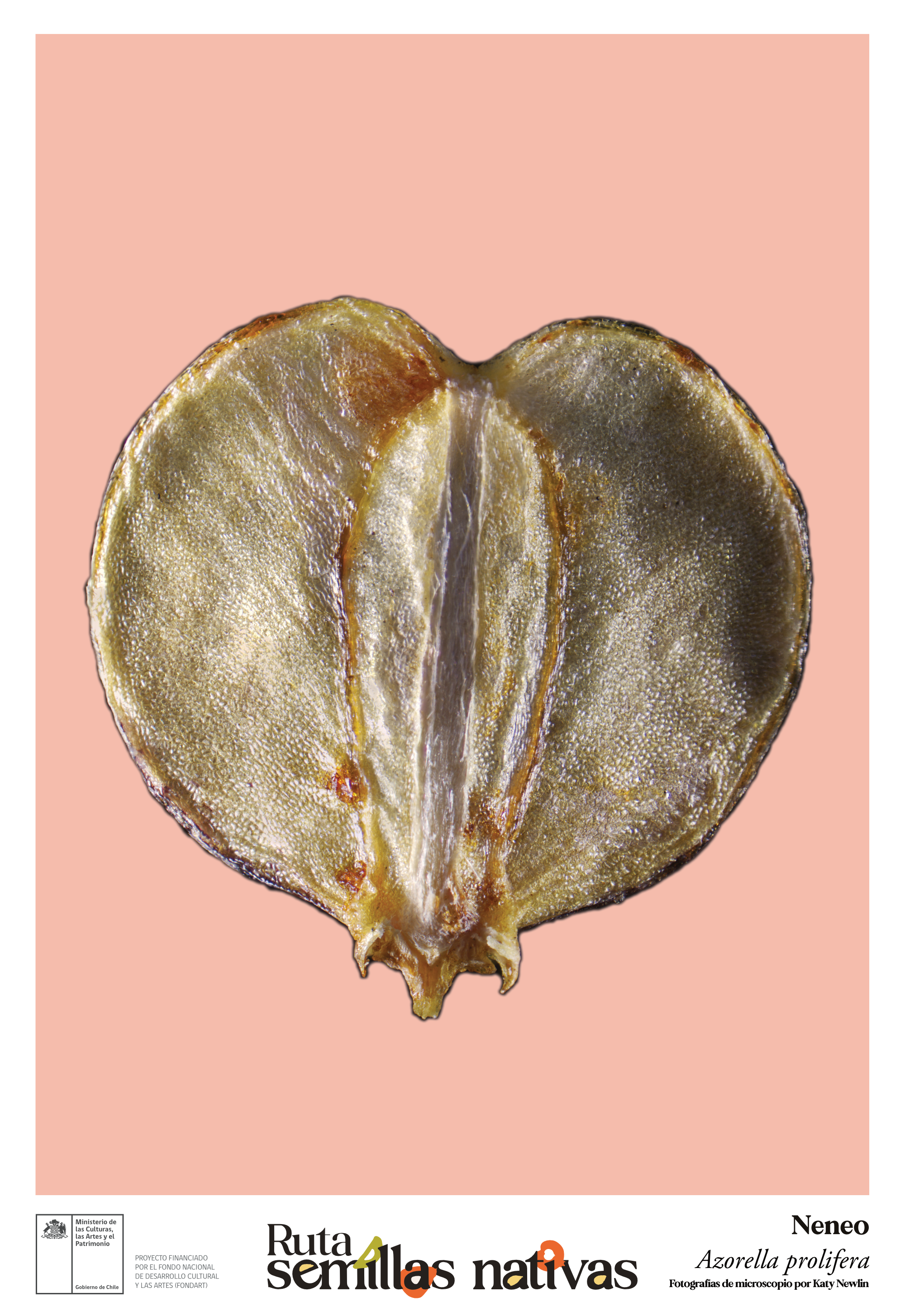 Poster 33 x 48 cm_Azorella prolifera_Neneo.png