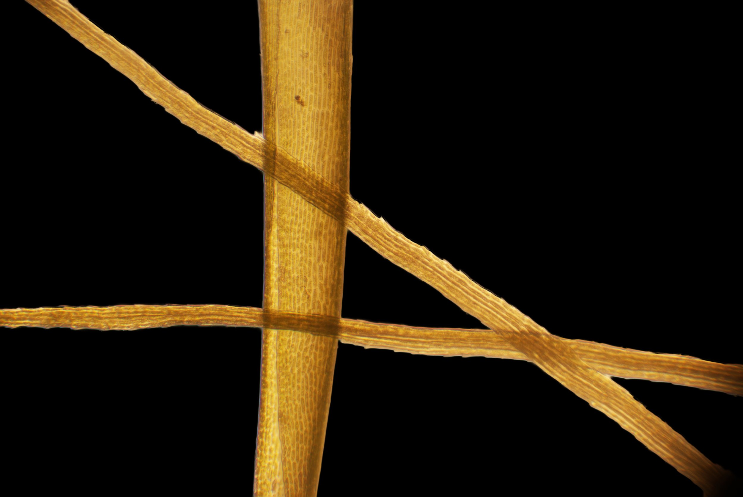 Dicranoloma chilense.jpg