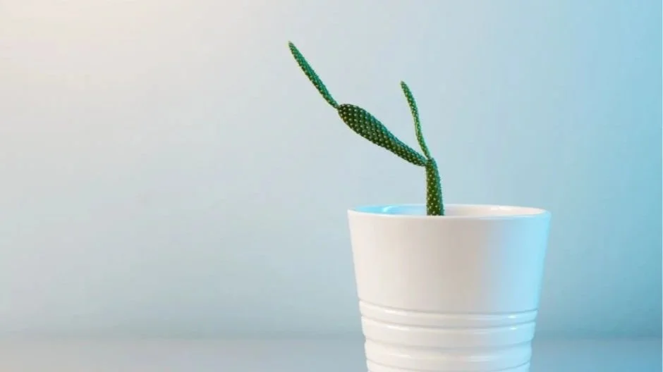A single green plant in a white container against a calm blue background, representing simplicity and clarity in later life.