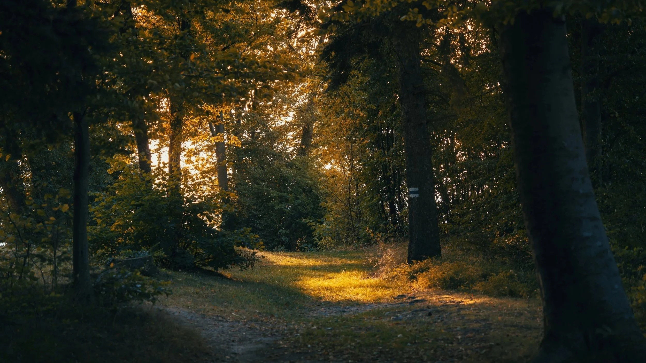 A path through trees, half in sun and half in shadow, evoking the unlived life Carl Jung wrote about.