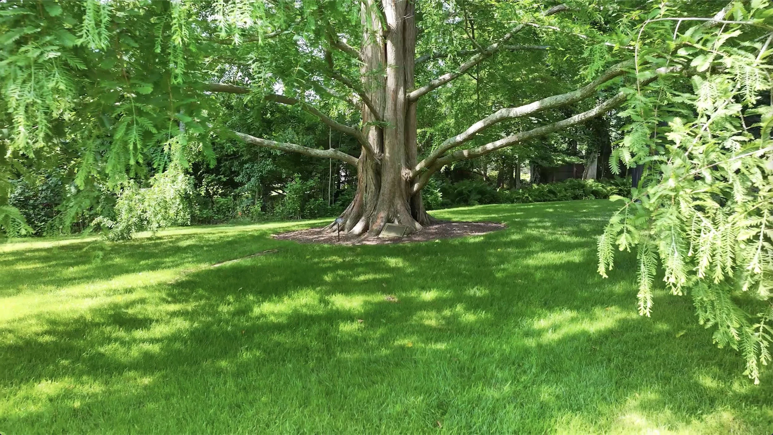 A large deciduous tree with sprawling branches in a green garden, shaded grass below, and sunlight filtering through the leaves.