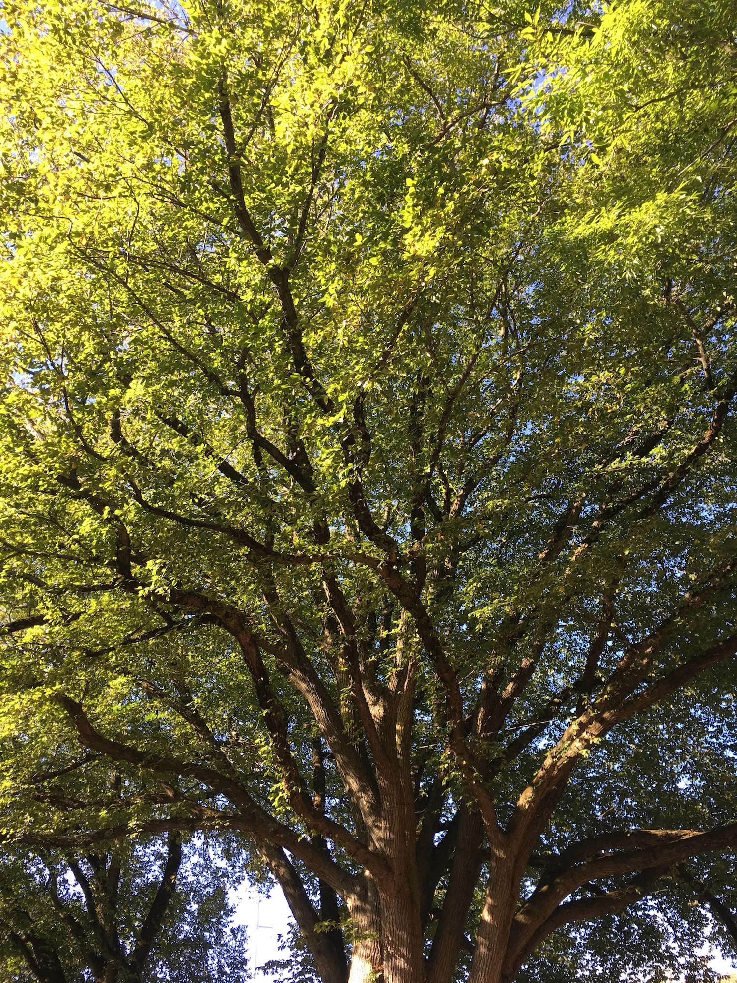 A tall tree with a thick trunk and lush green leaves, viewed from below against a clear blue sky.