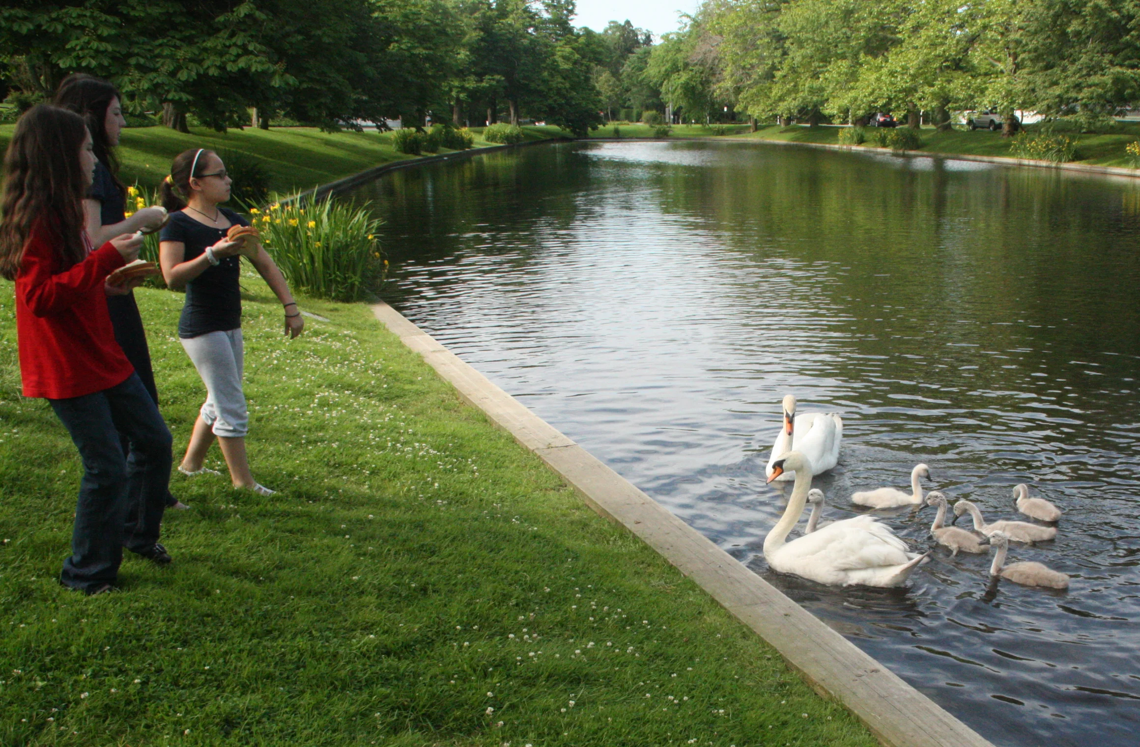 Three children feeding and observing swans in a park pond surrounded by green trees and grass.
