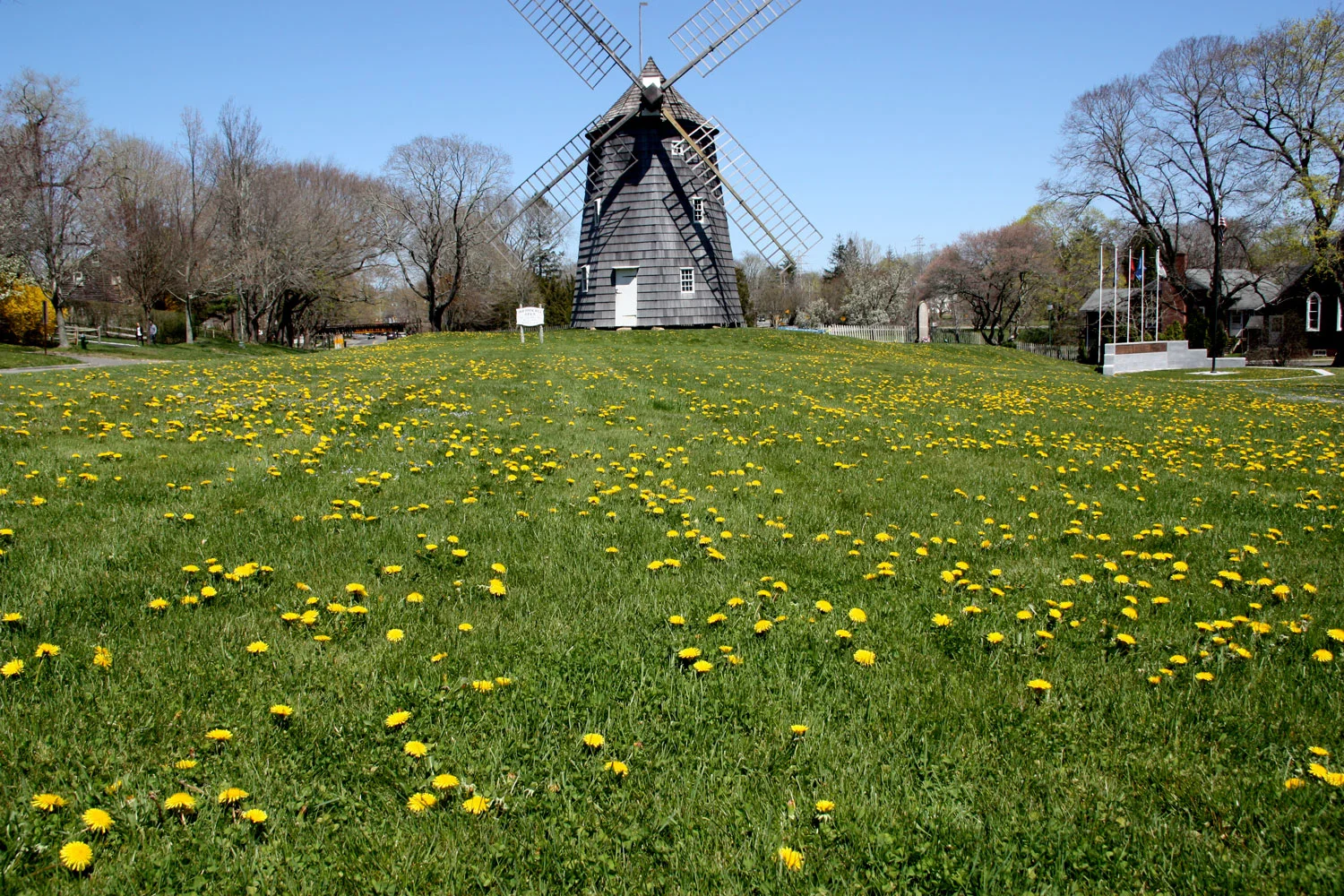 A green grassy field filled with numerous yellow dandelions, with a windmill structure in the background and trees with sparse leaves under a clear blue sky.