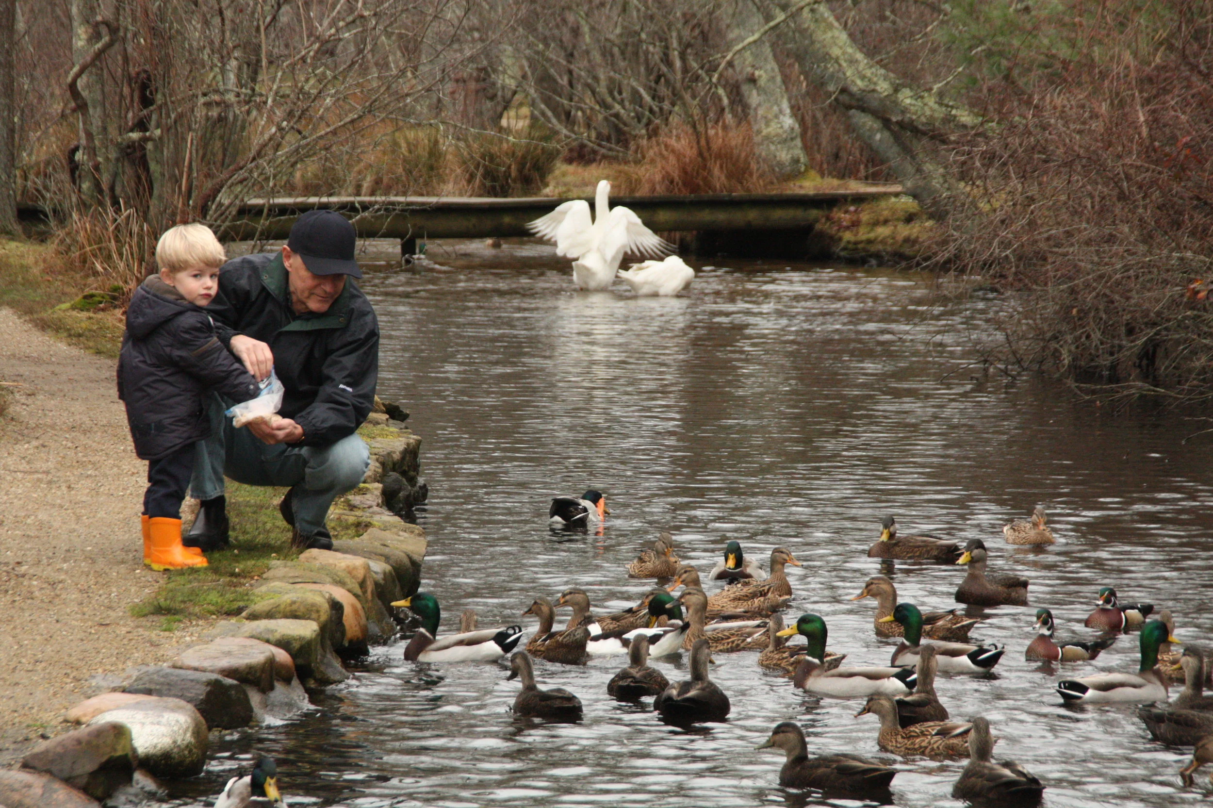 A man and a boy feeding ducks by a river, with a swan in the background and leafless trees along the riverbank.