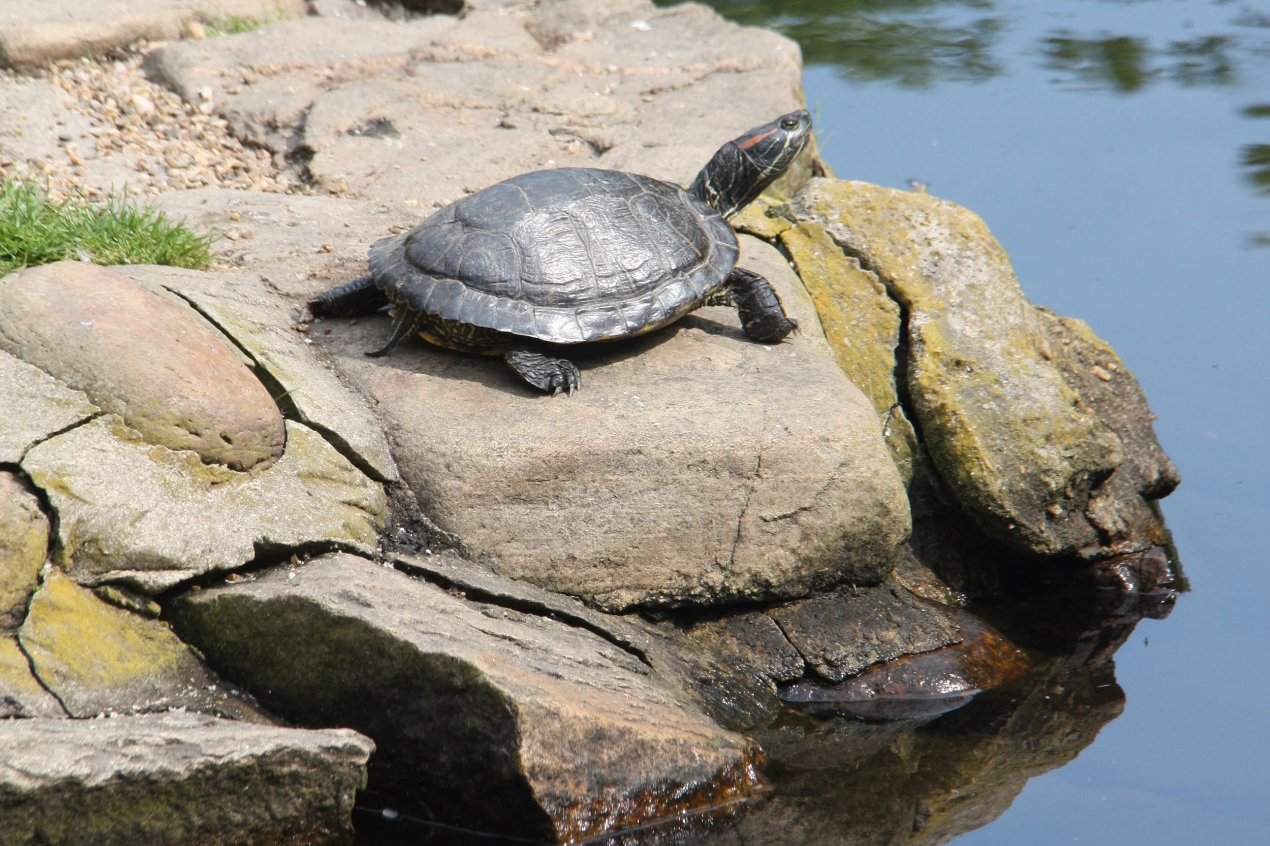 A turtle resting on rocks near a body of water.