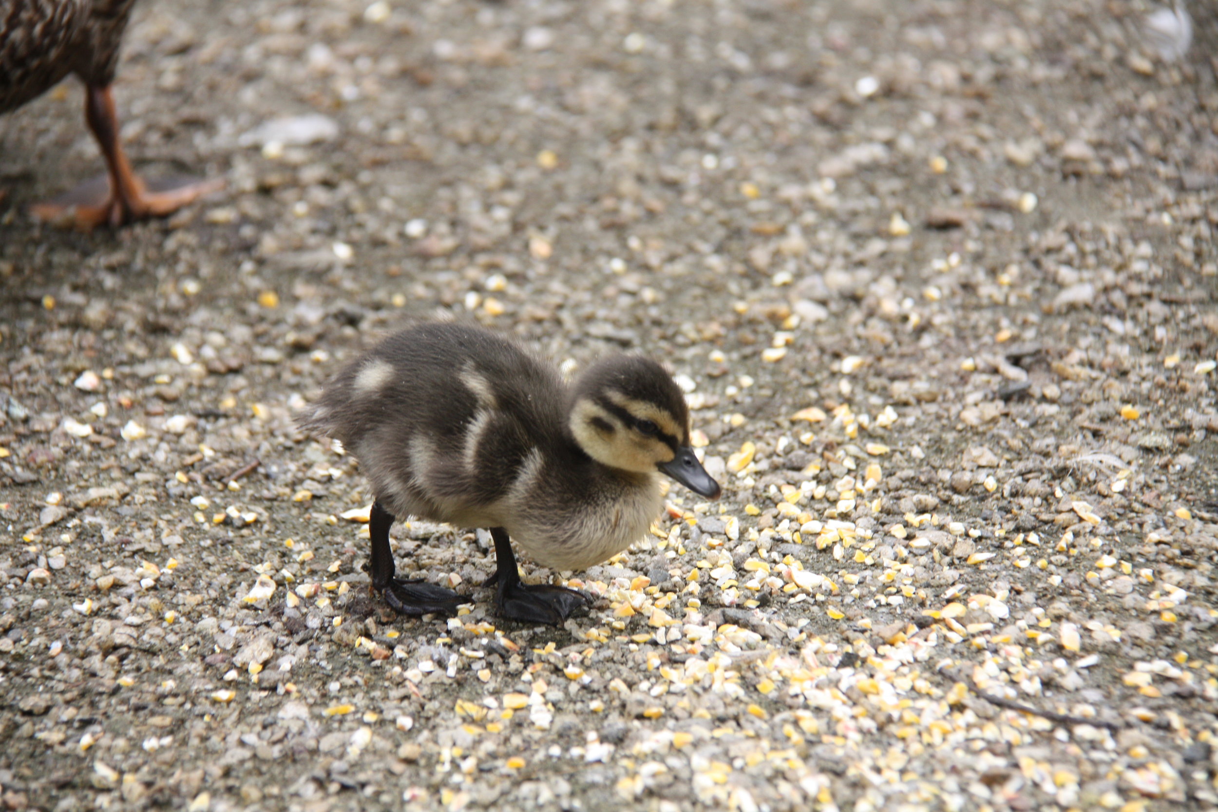 A young duckling walking on a gravel path among scattered yellow and white food pellets.