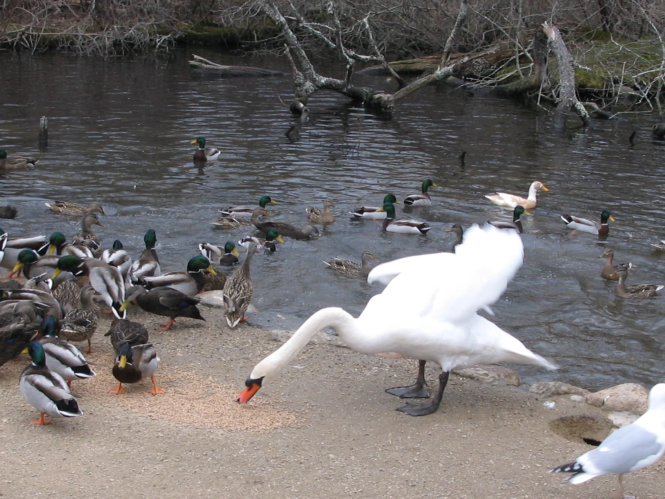 A group of ducks and a swan near a riverbank, with some ducks swimming in the water and others standing on the sandy shore, and a fallen tree in the background.
