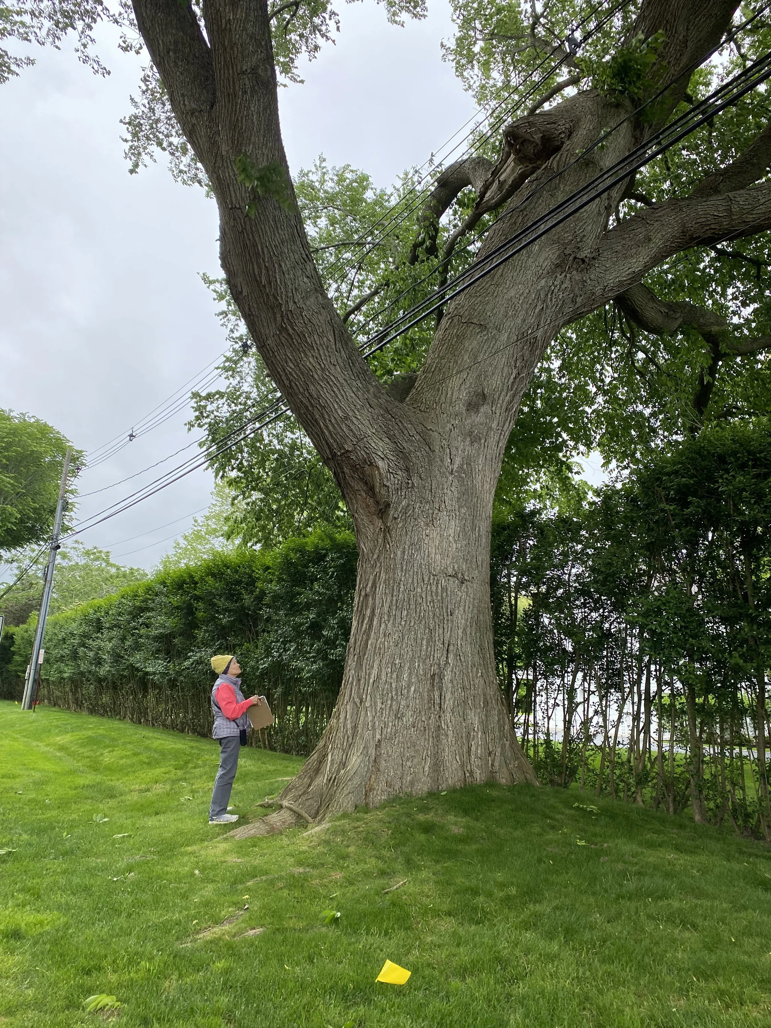 A person standing on a lawn next to a large tree with a thick trunk and extending branches. The person is wearing a vest, a hat, and holding a clipboard, looking up at the tree. The scene is outdoors with additional trees and foliage, and a cloudy sky in the background.