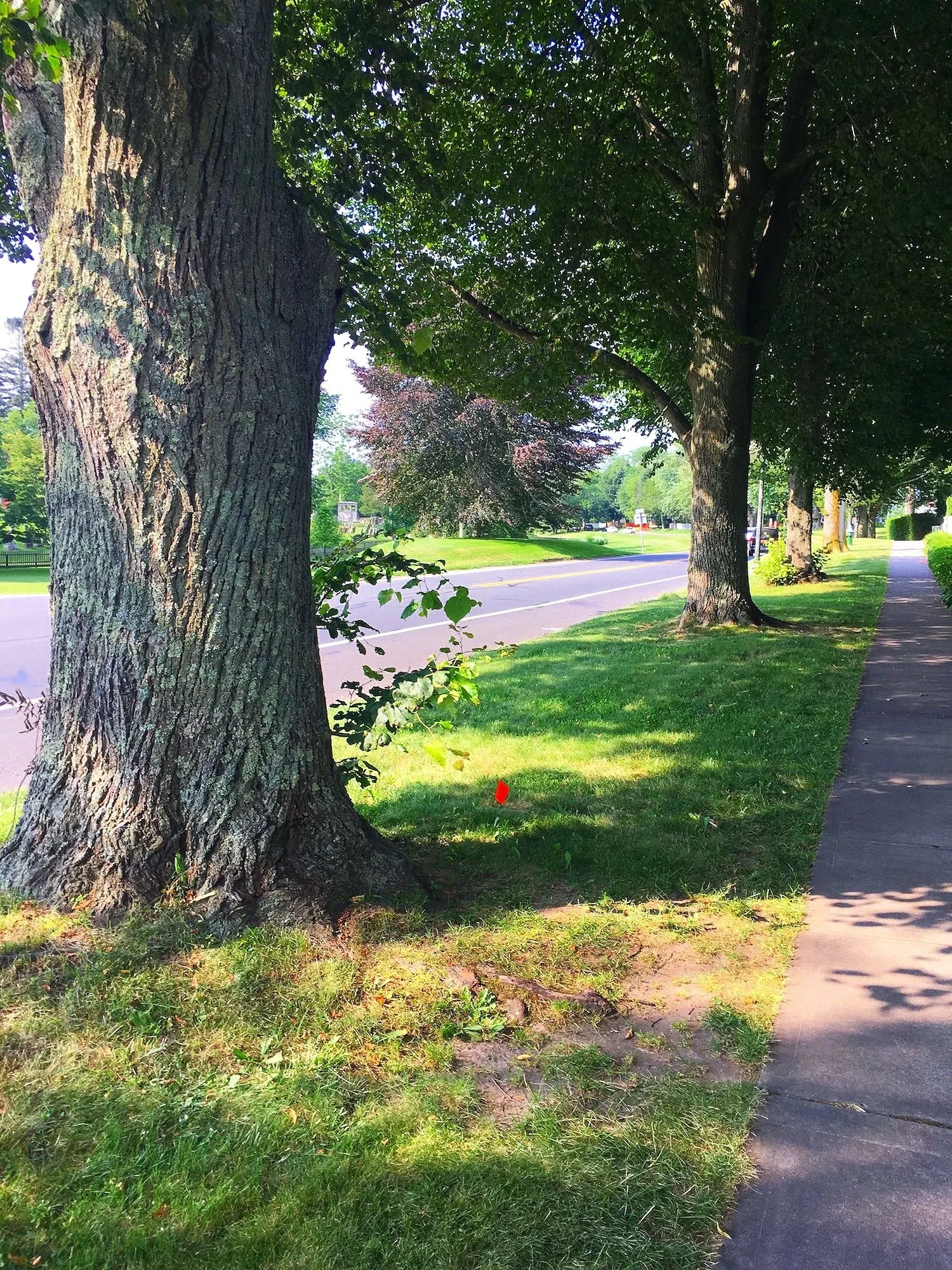 Street view with large trees, sidewalk, grassy area, and parked cars in the background during daytime.