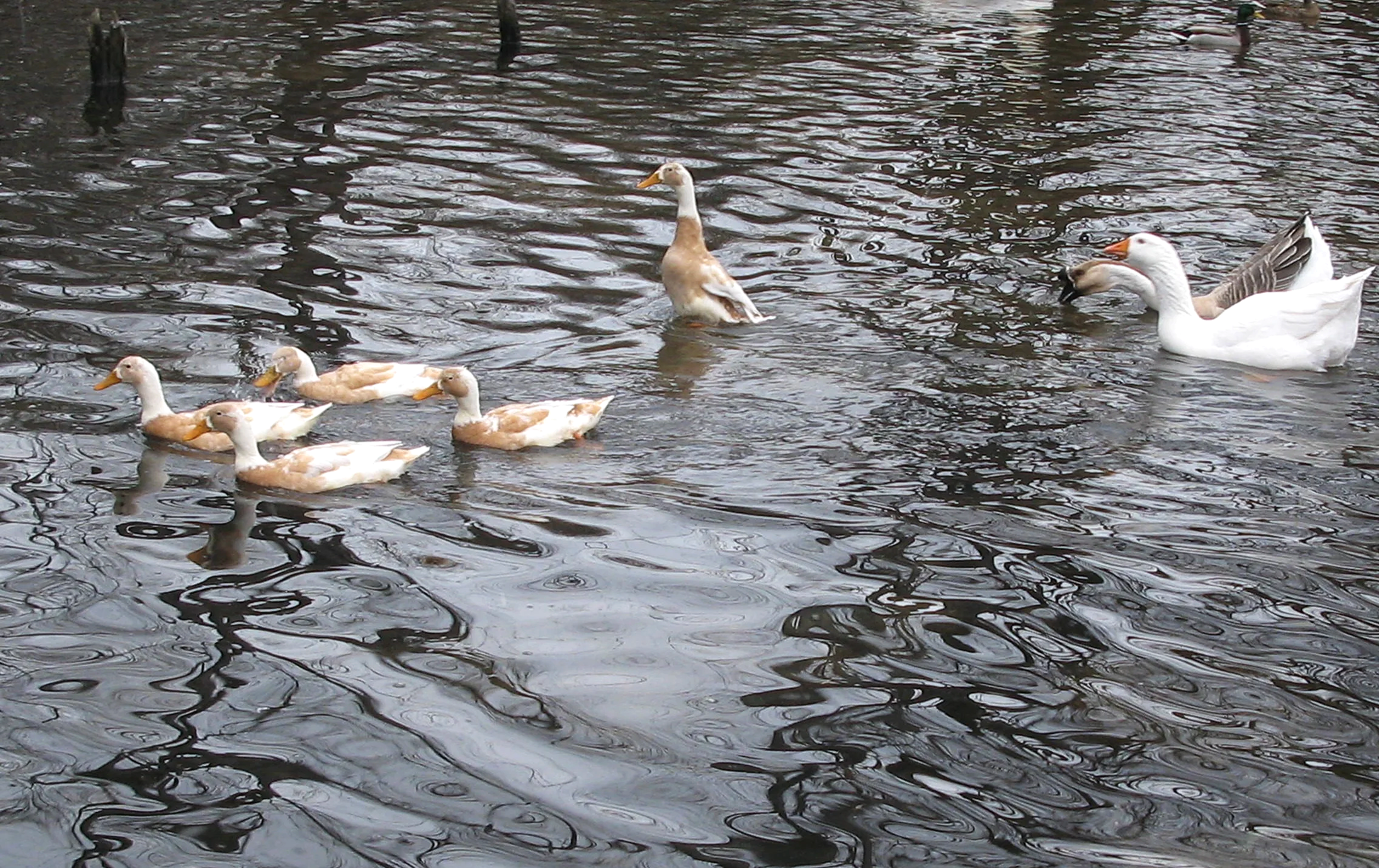 A group of ducks swimming in a body of water with ripples and reflections, some ducks are orange and white, others are mostly white with orange beaks.