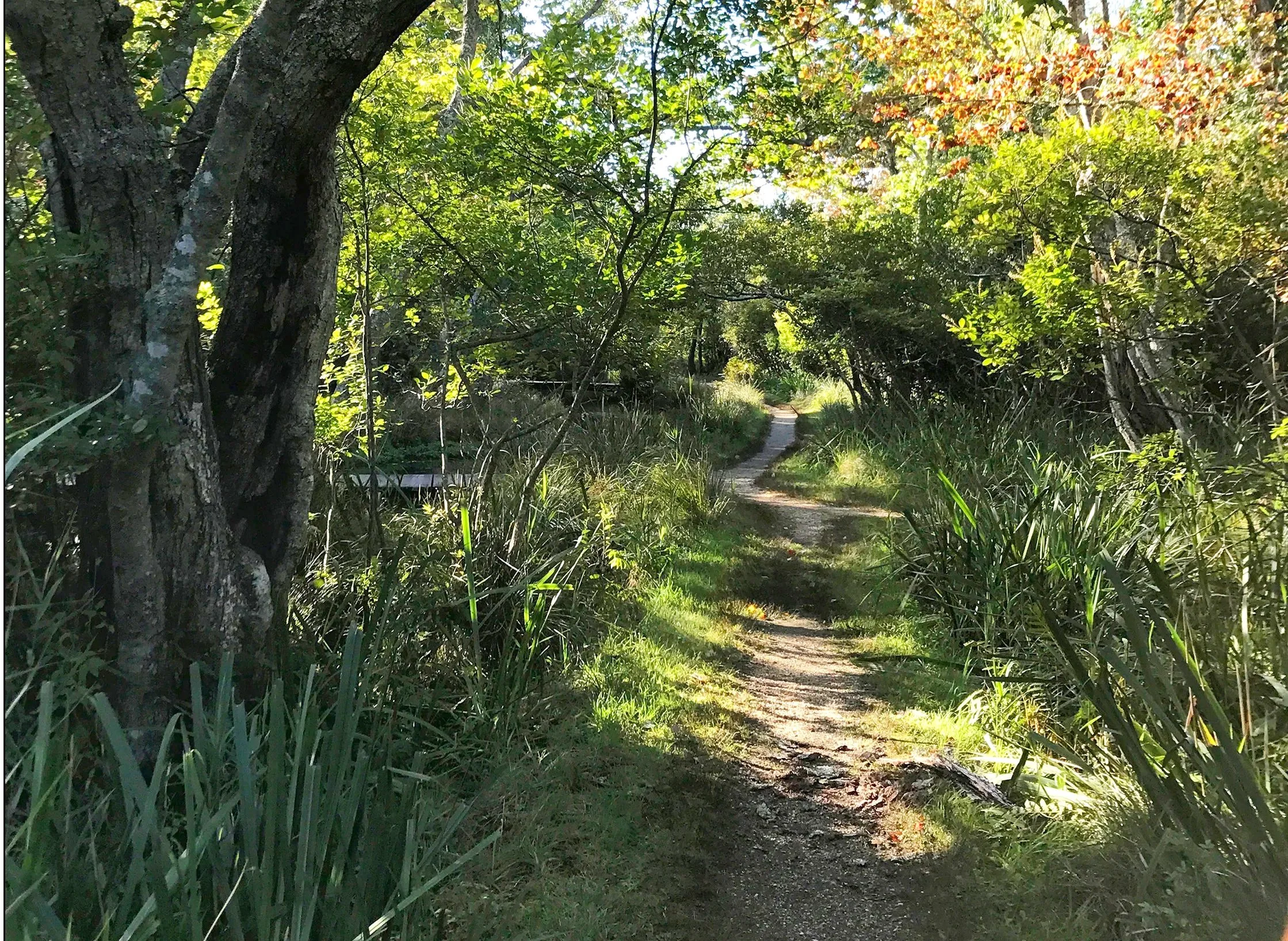 A narrow dirt pathway winding through a lush green forest with tall trees and dense foliage, light filtering through the leaves.