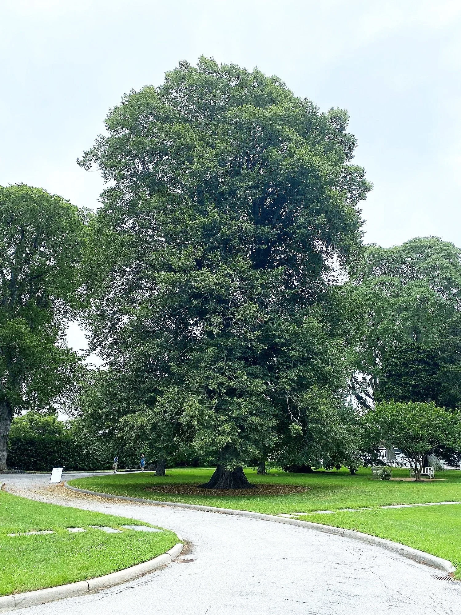 A large green tree with a wide canopy in a park, with a path and benches nearby, under an overcast sky.