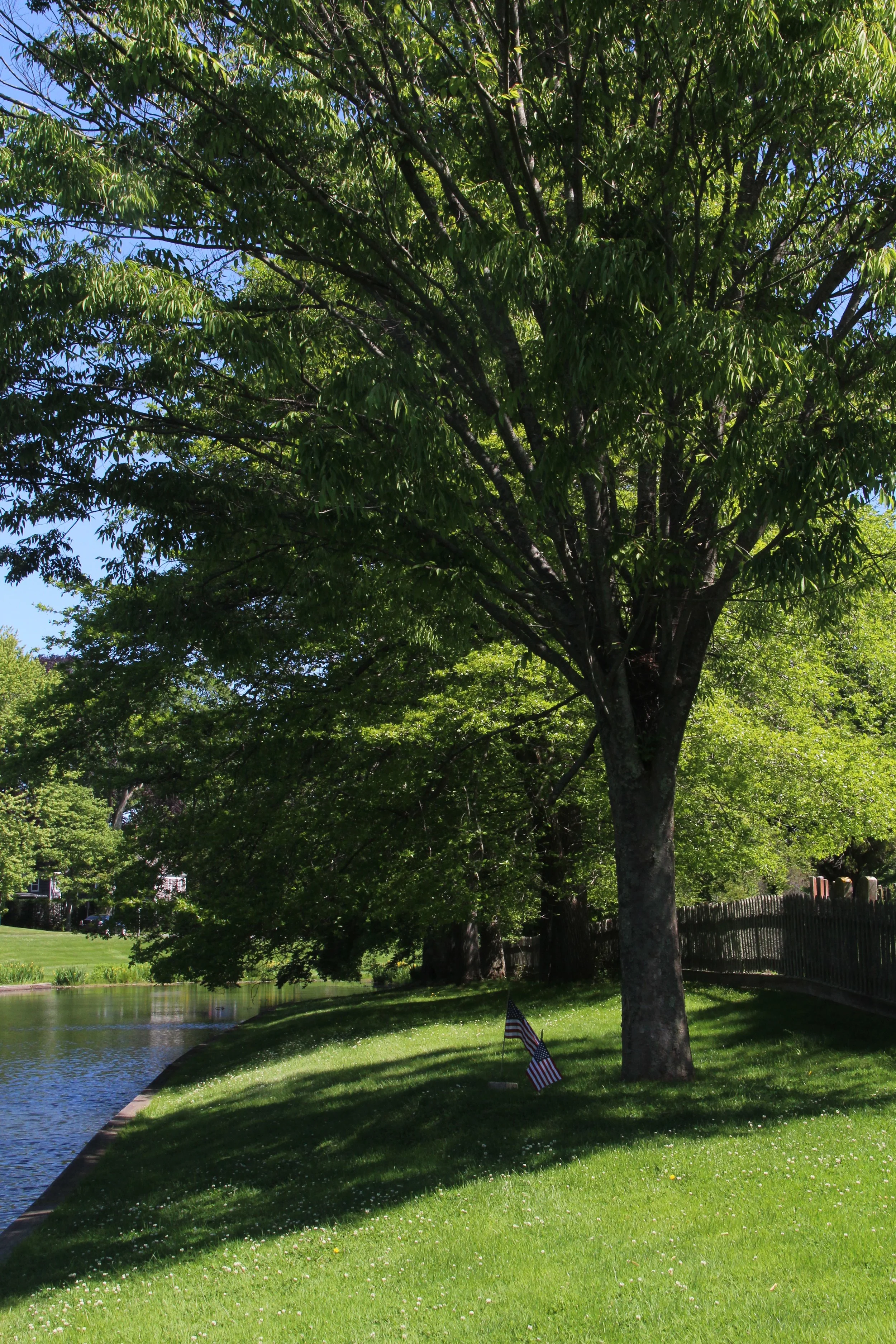 A lush green park with a large tree, a small American flag near the base of the tree, and a body of water in the background.